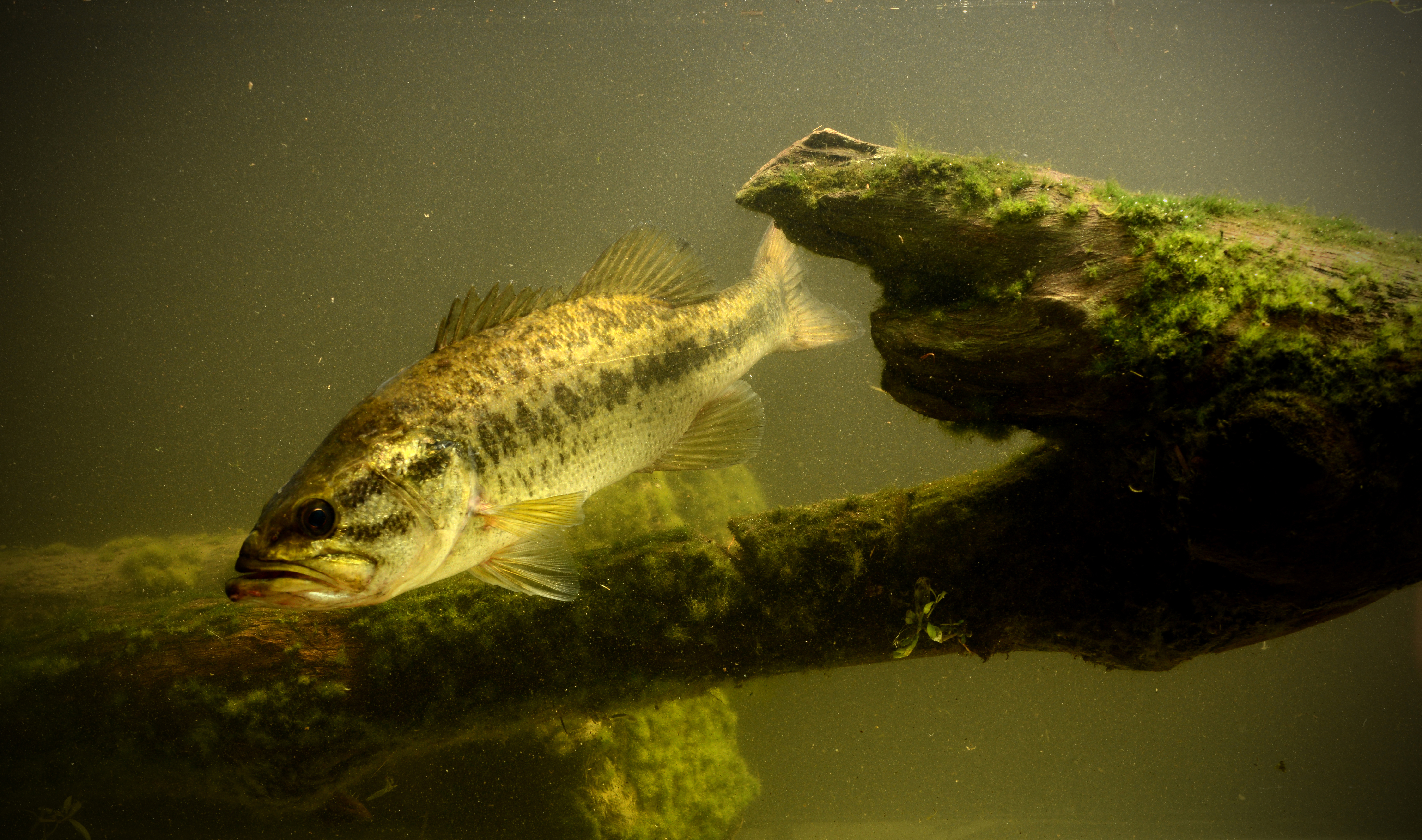 Largemouth bass fish underwater in lake with algae