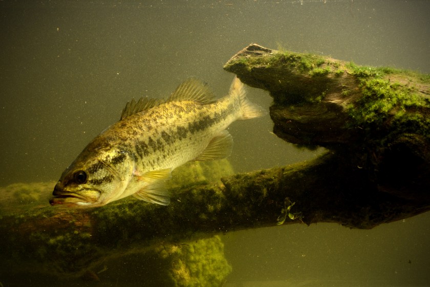 Largemouth bass fish underwater in lake with algae