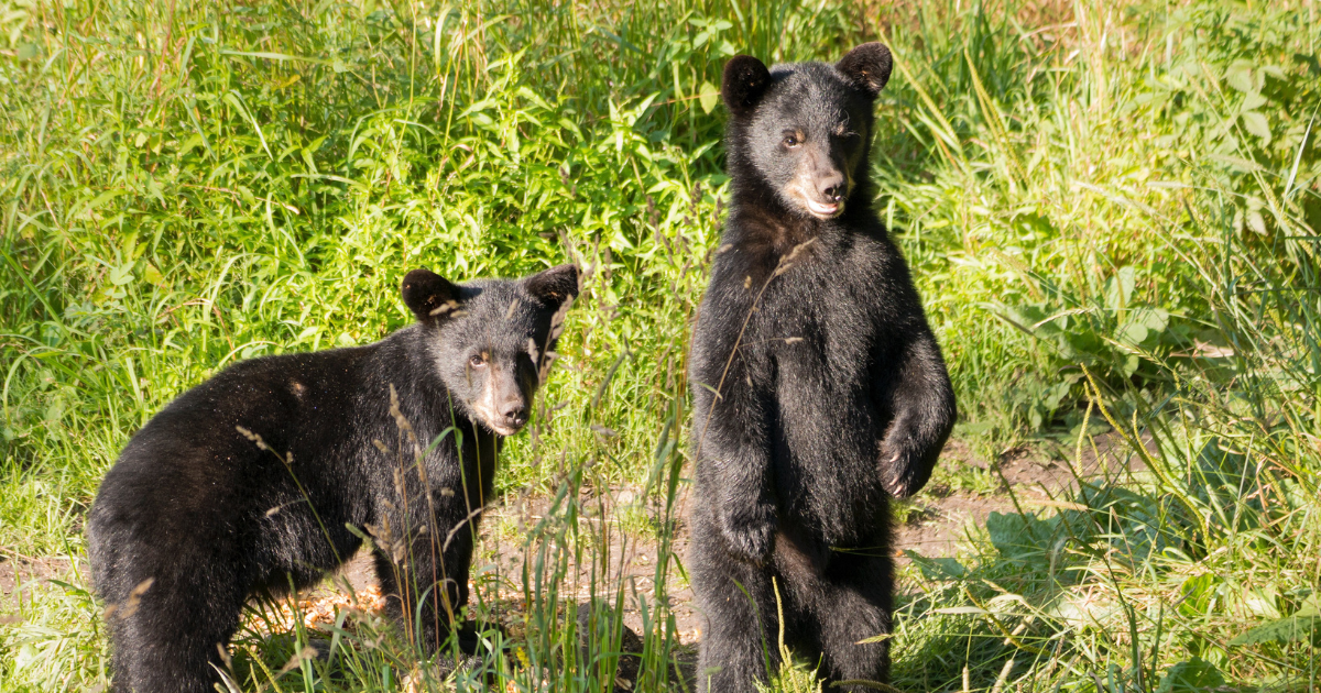 Two bear cubs