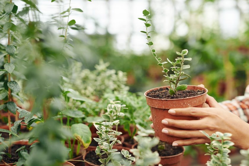 Unrecognizable woman working in greenhouse shop choosing at taking young plant in pot, medium close-up