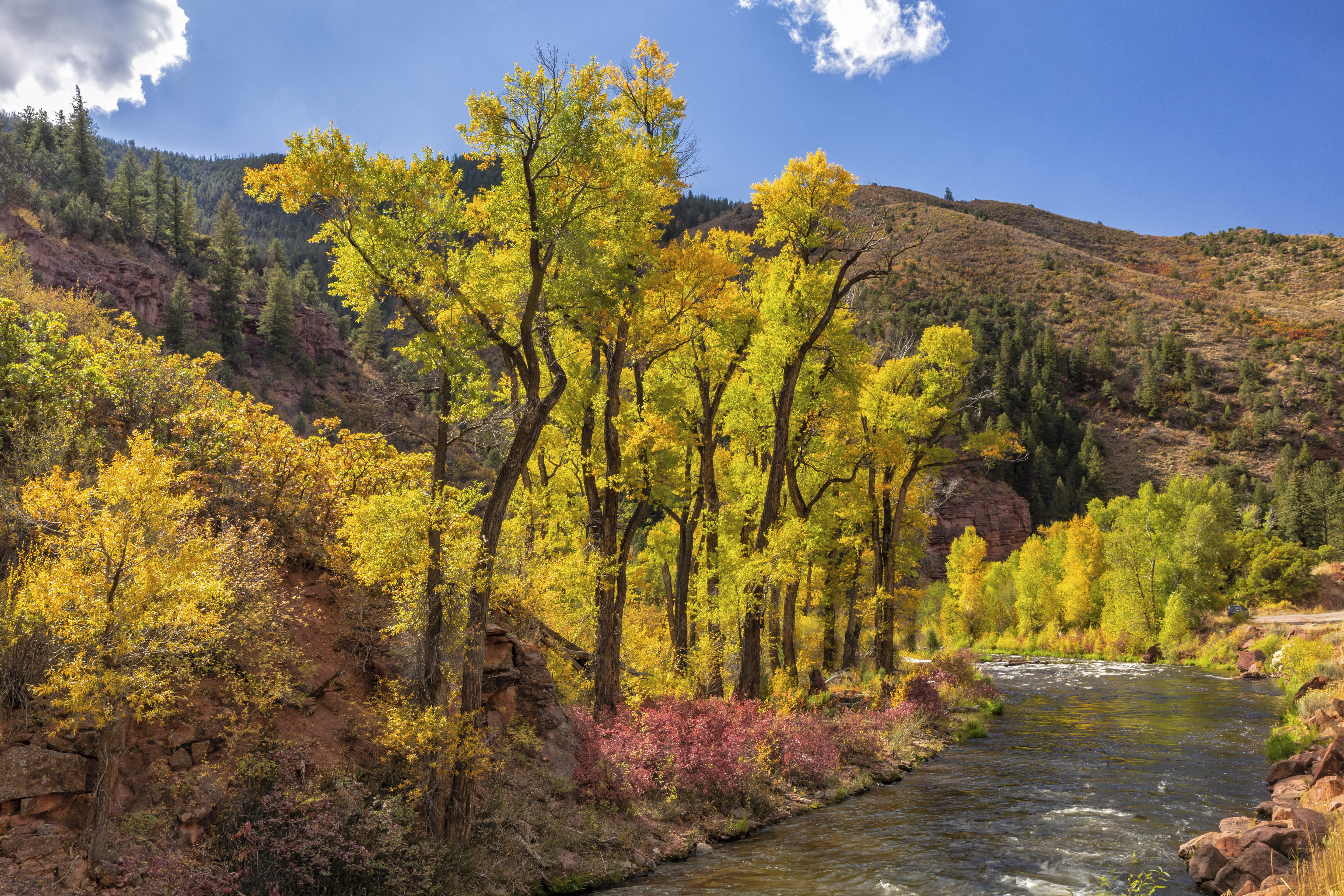 A row of coloraful backlit cottonwood trees lines the Fryingpan RIver in White River National Forest near Balaslt, Colorado. 