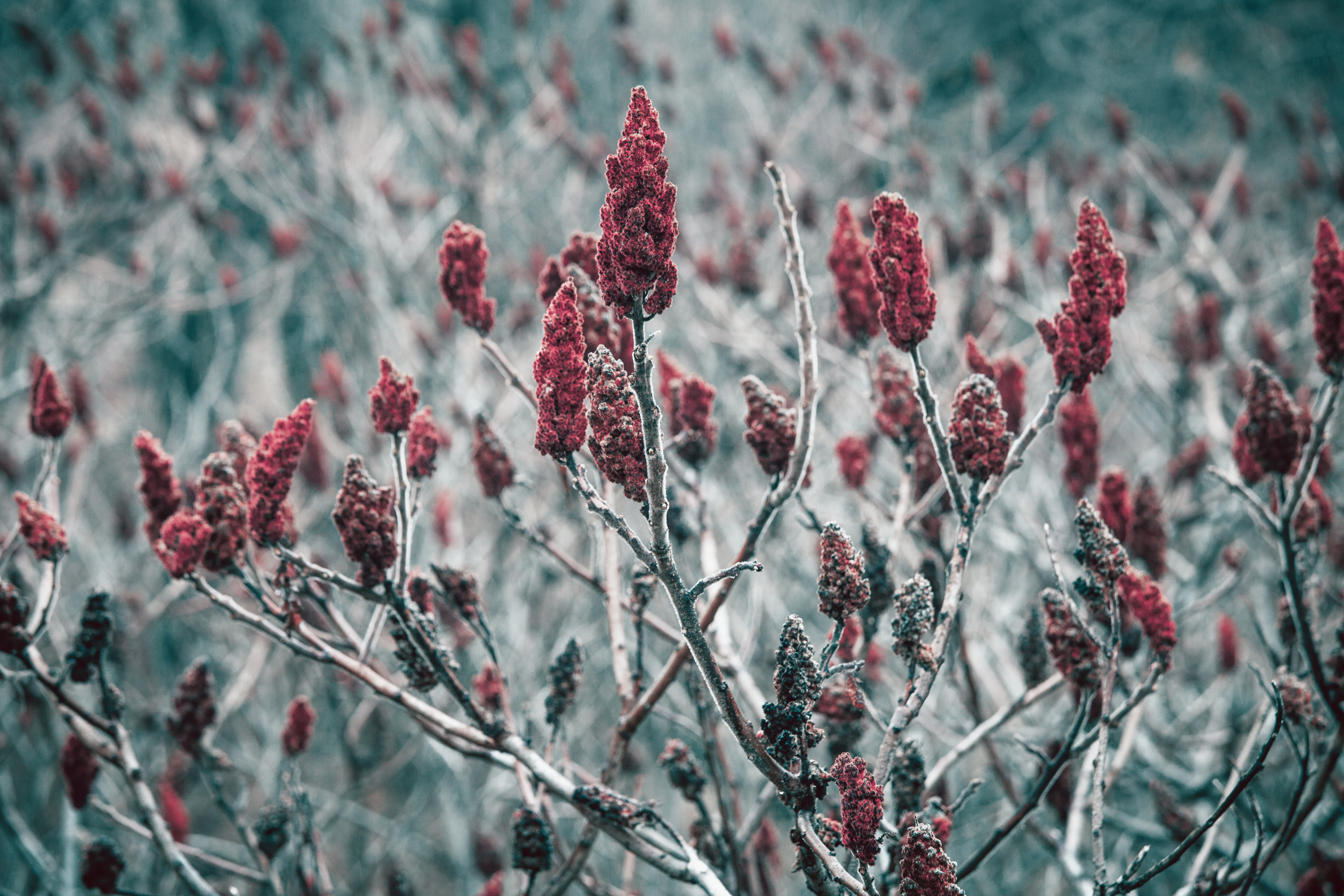 Rhus typhina, red blossom of sumac tree. Dense vegetation of the plant. 