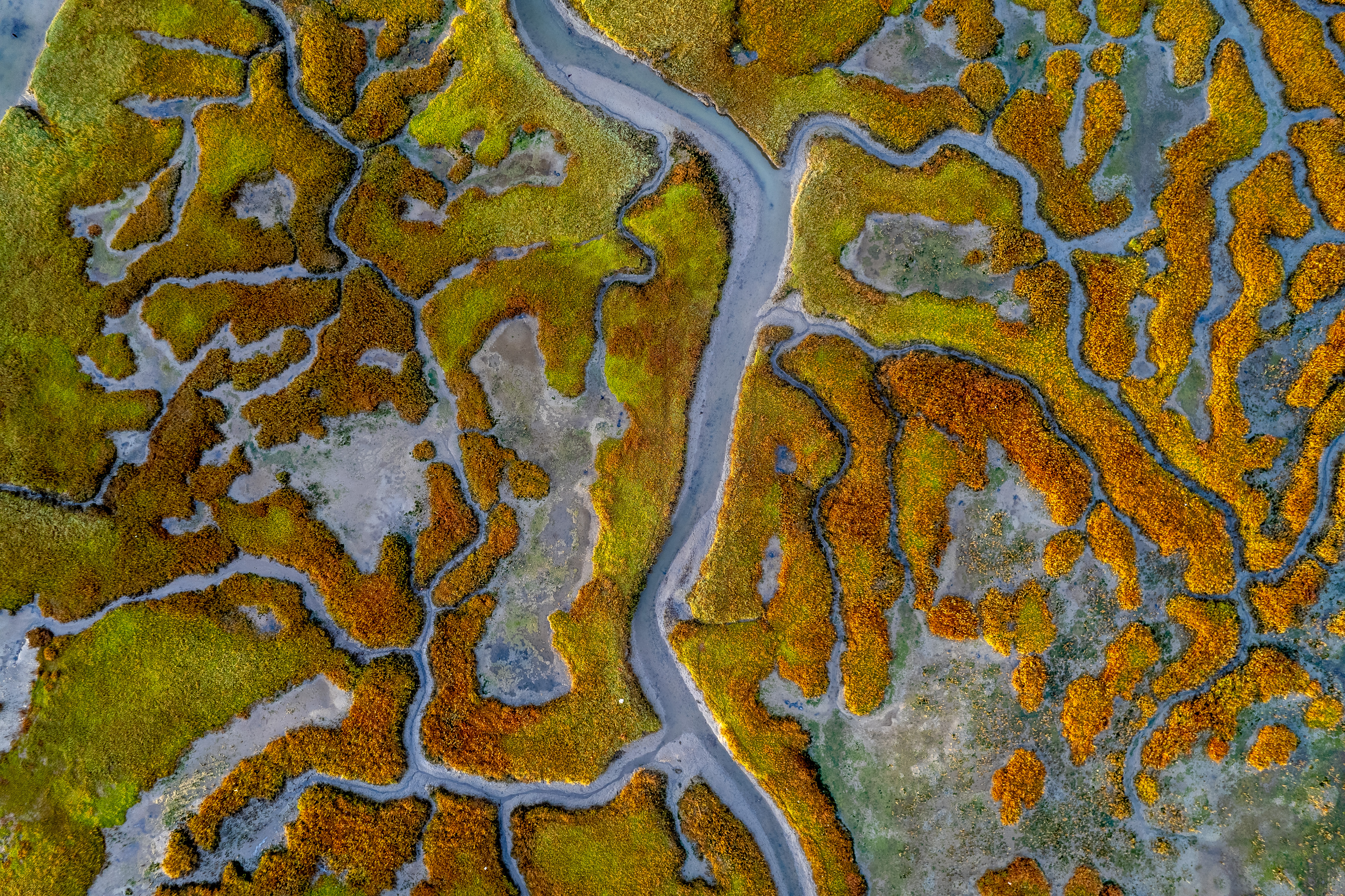 Aerial view looking straight down at the waterways and marshland in Marin County California