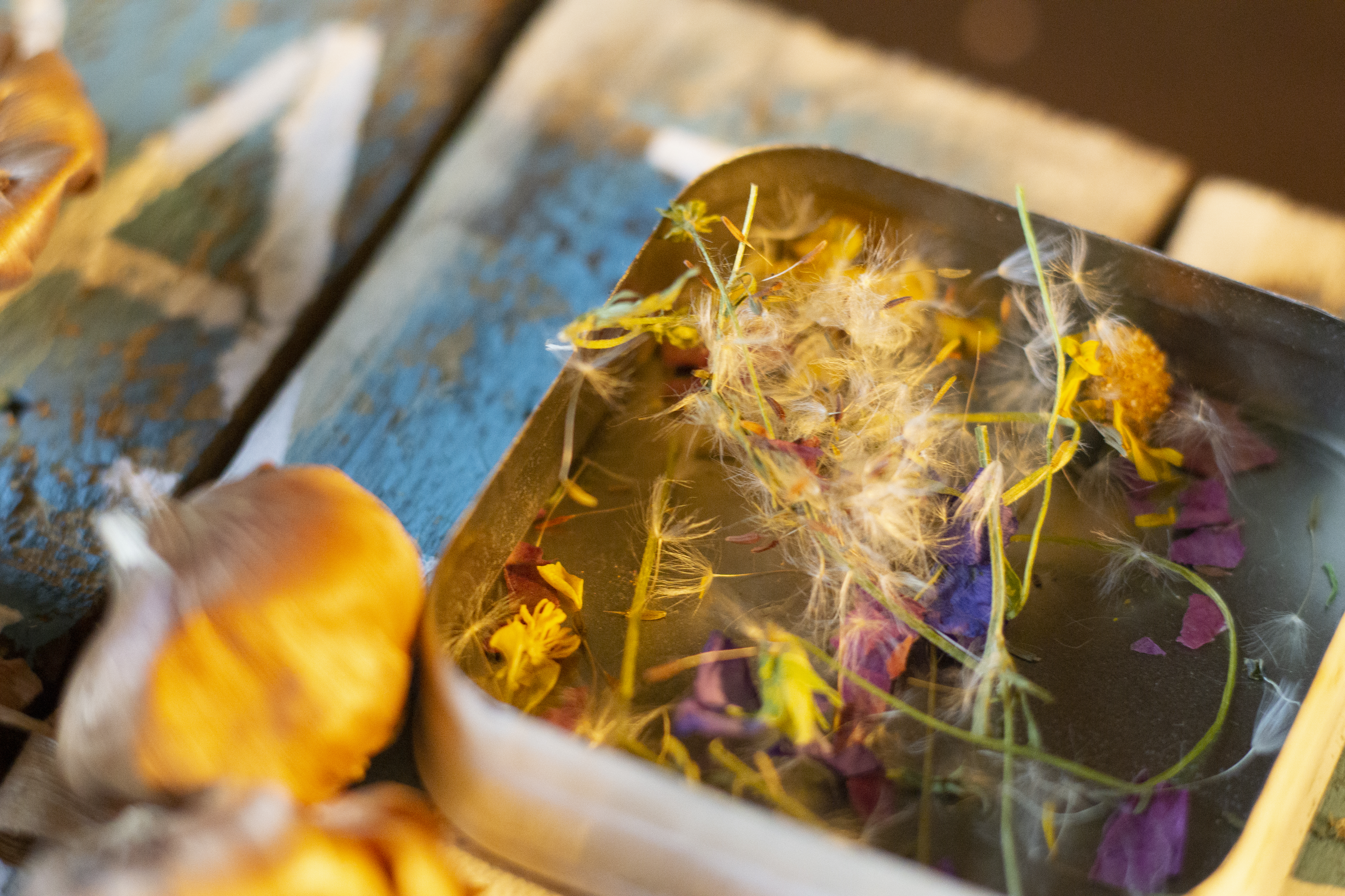 Close up of various flower seeds and bulbs
