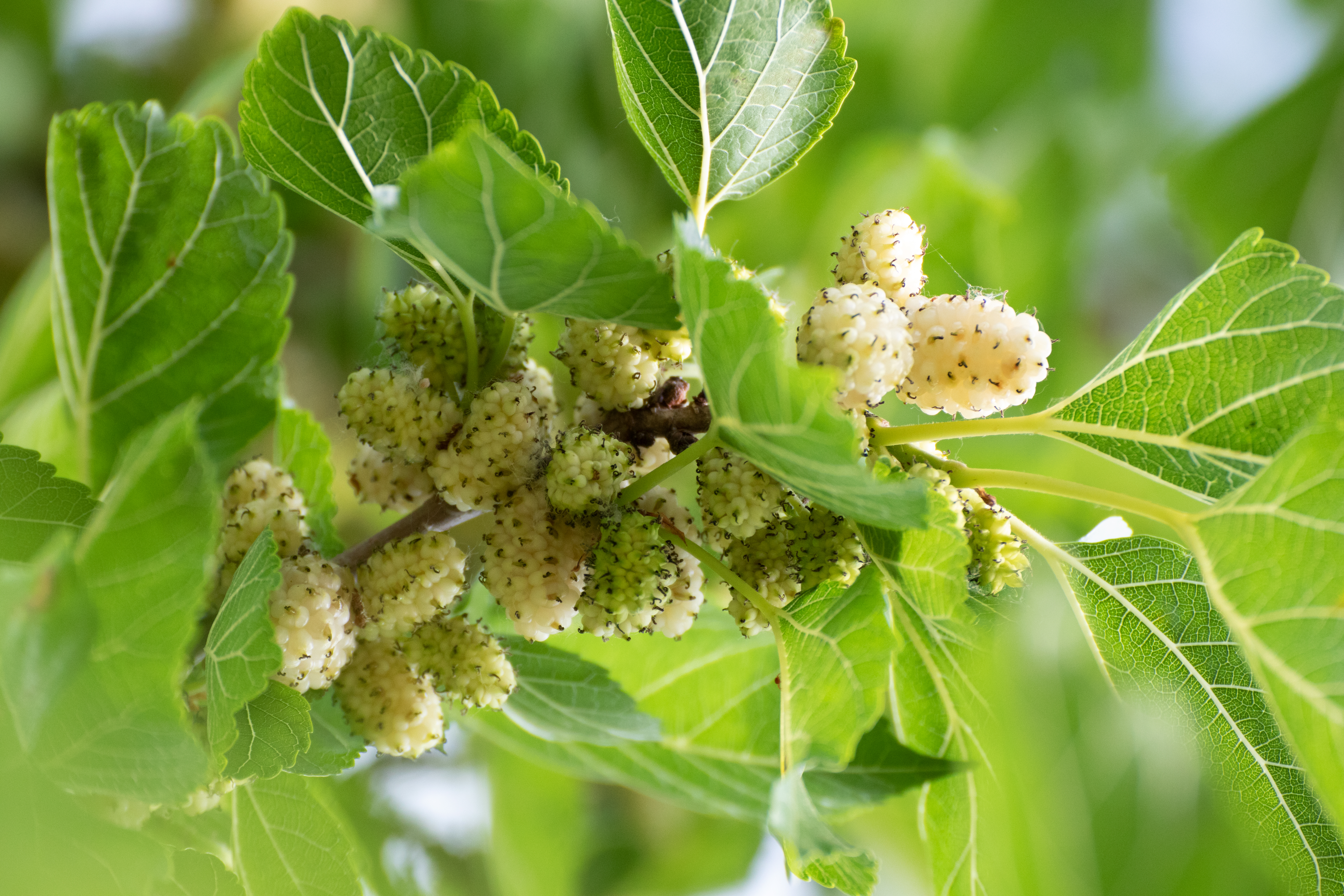 the fruits of the mulberry tree