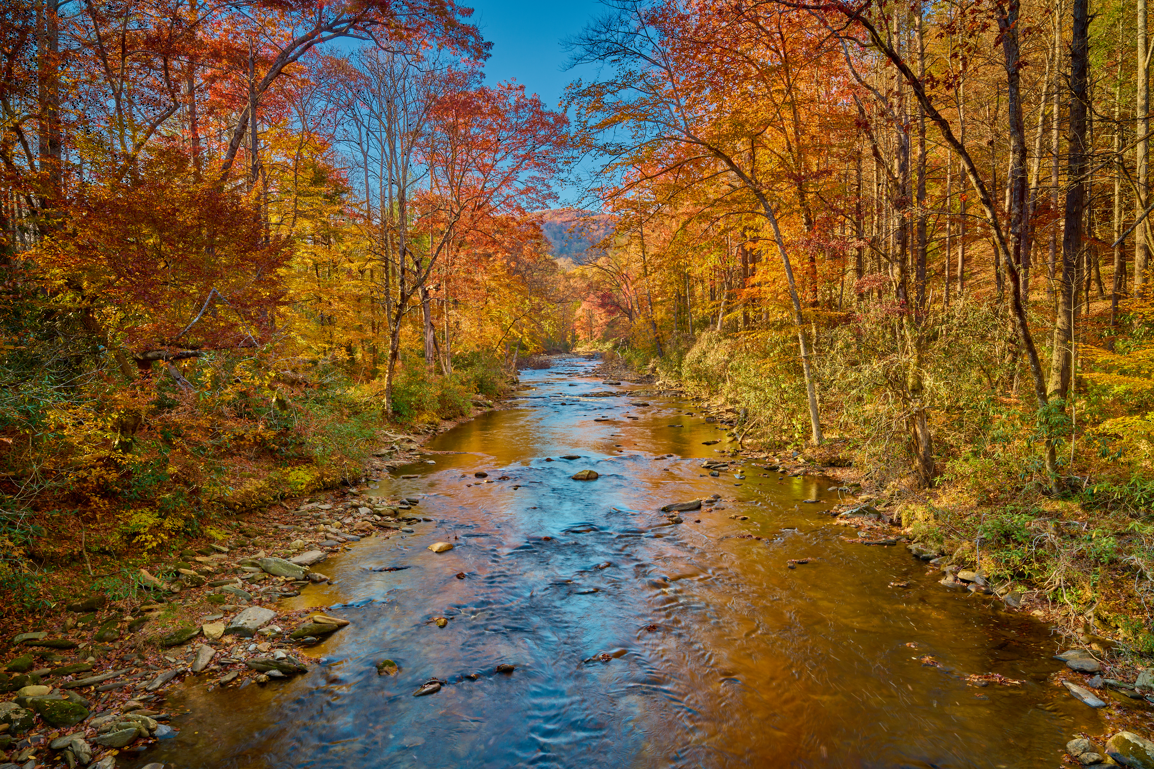 Fall colors along the Davidson River in Pisgah National Forest. 