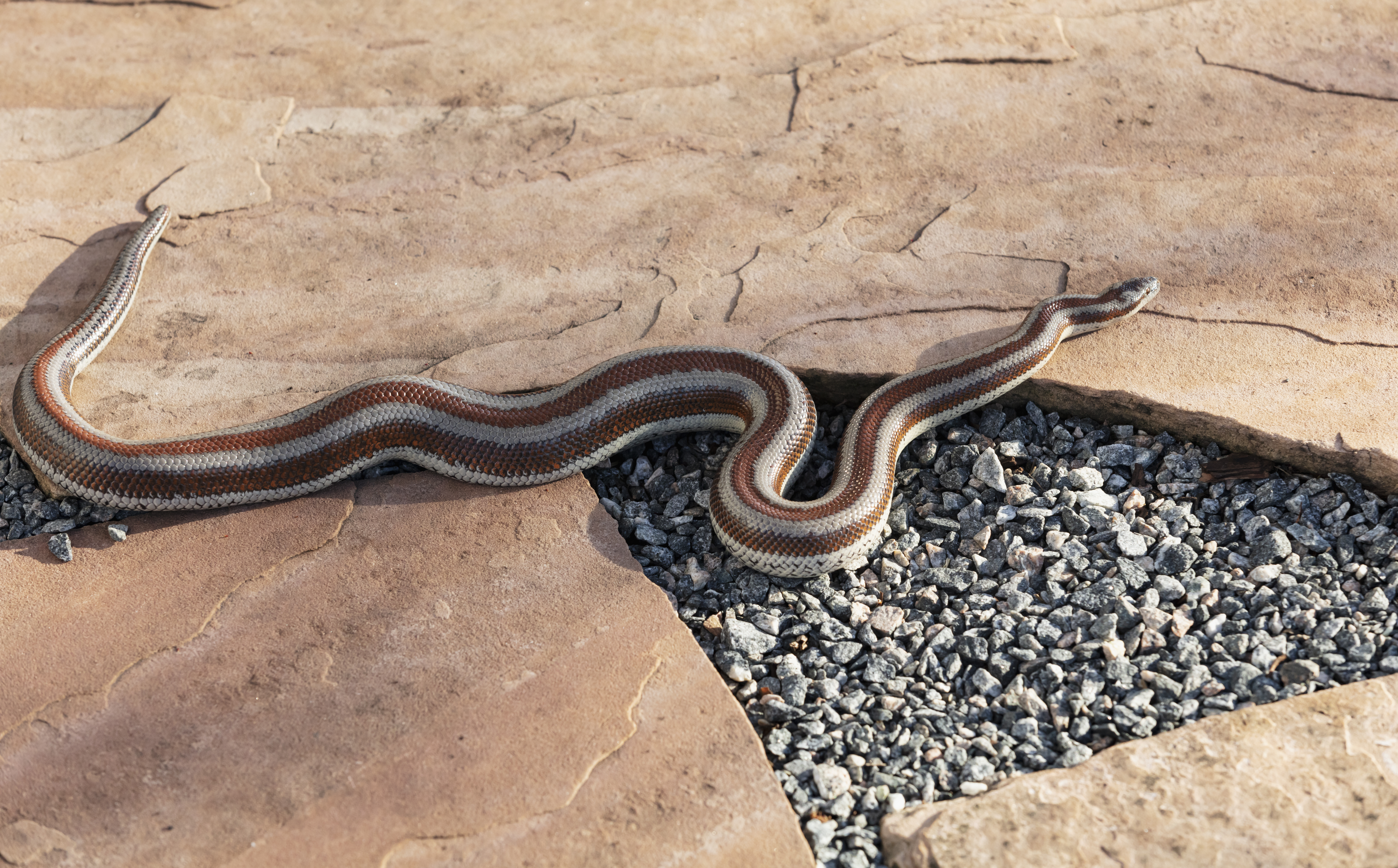A snake on a stepping stone and gravel path. The pet snake is a Rosy Boa, a small docile constrictor native to southwestern North America.