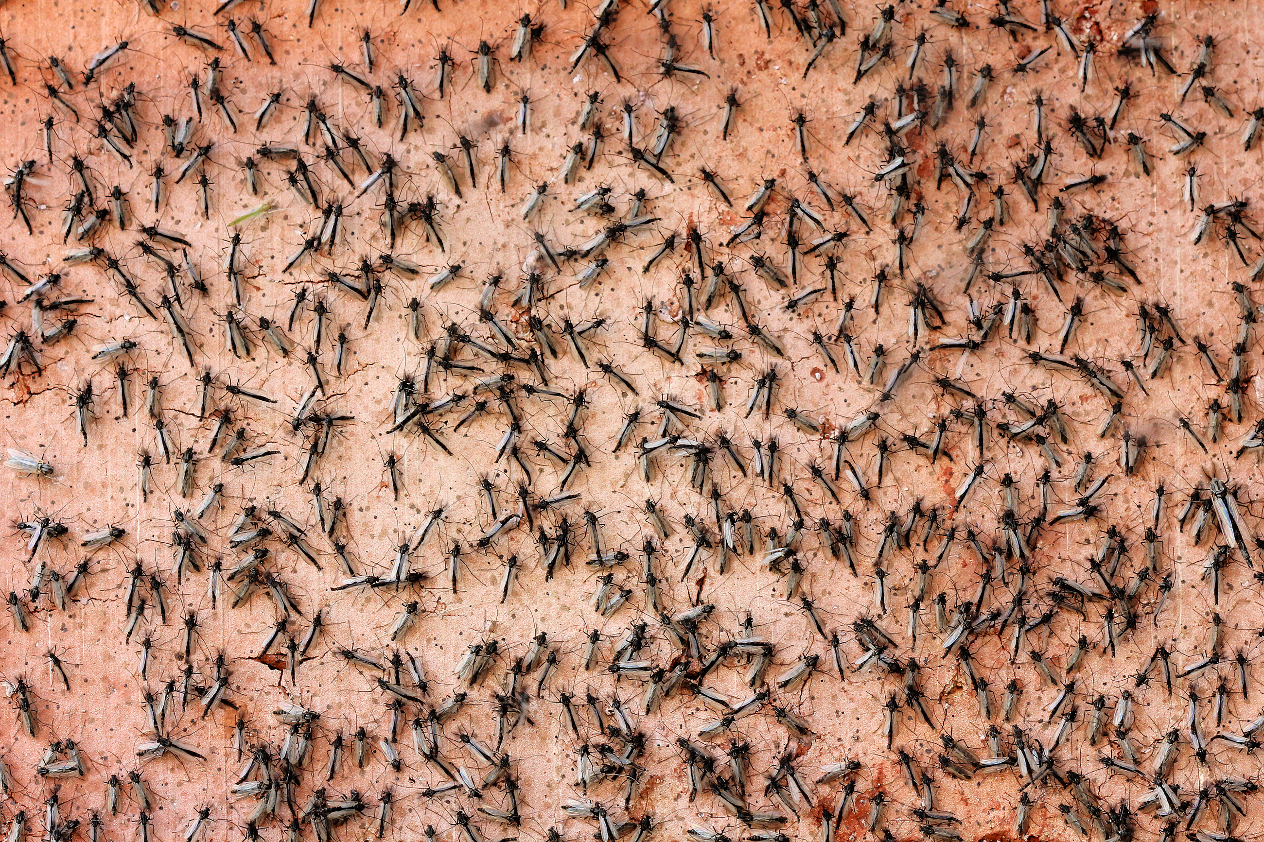 Swarm of mosquitos on skin biting someone