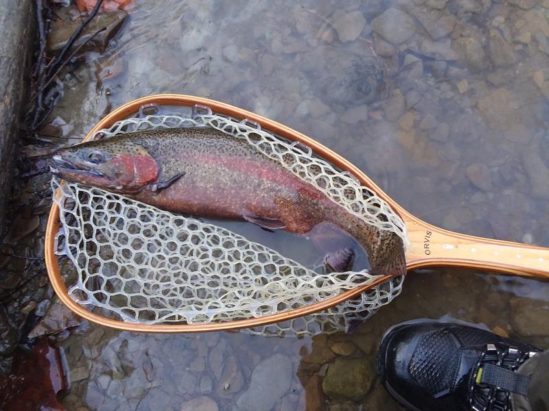 Orvis Brodin Eco-Clear Nets
