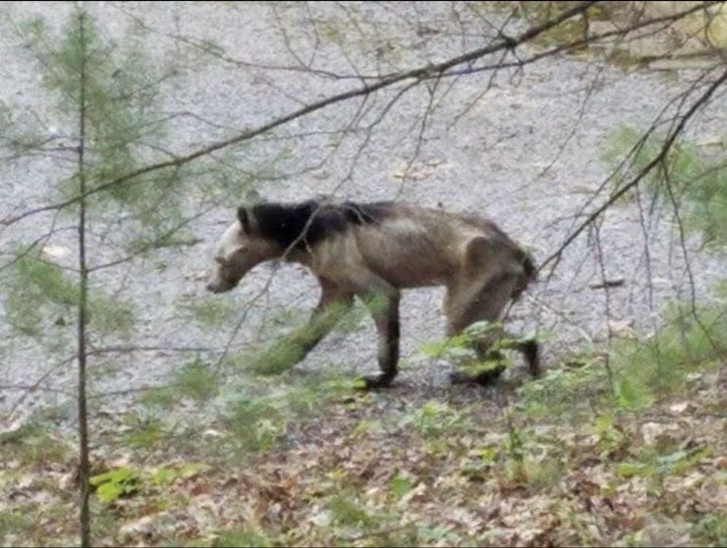 black bear with mange in Missouri