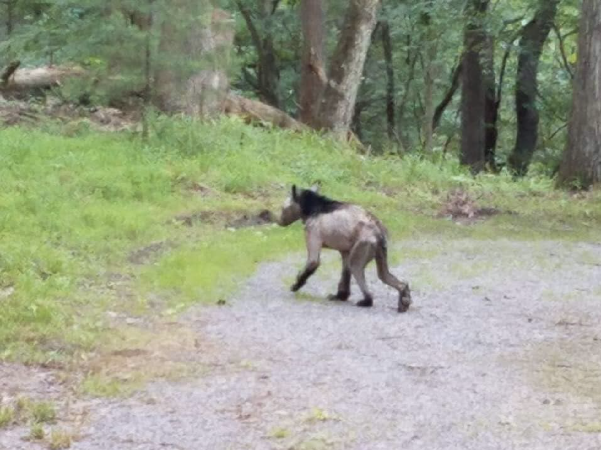 black bear with mange in Missouri