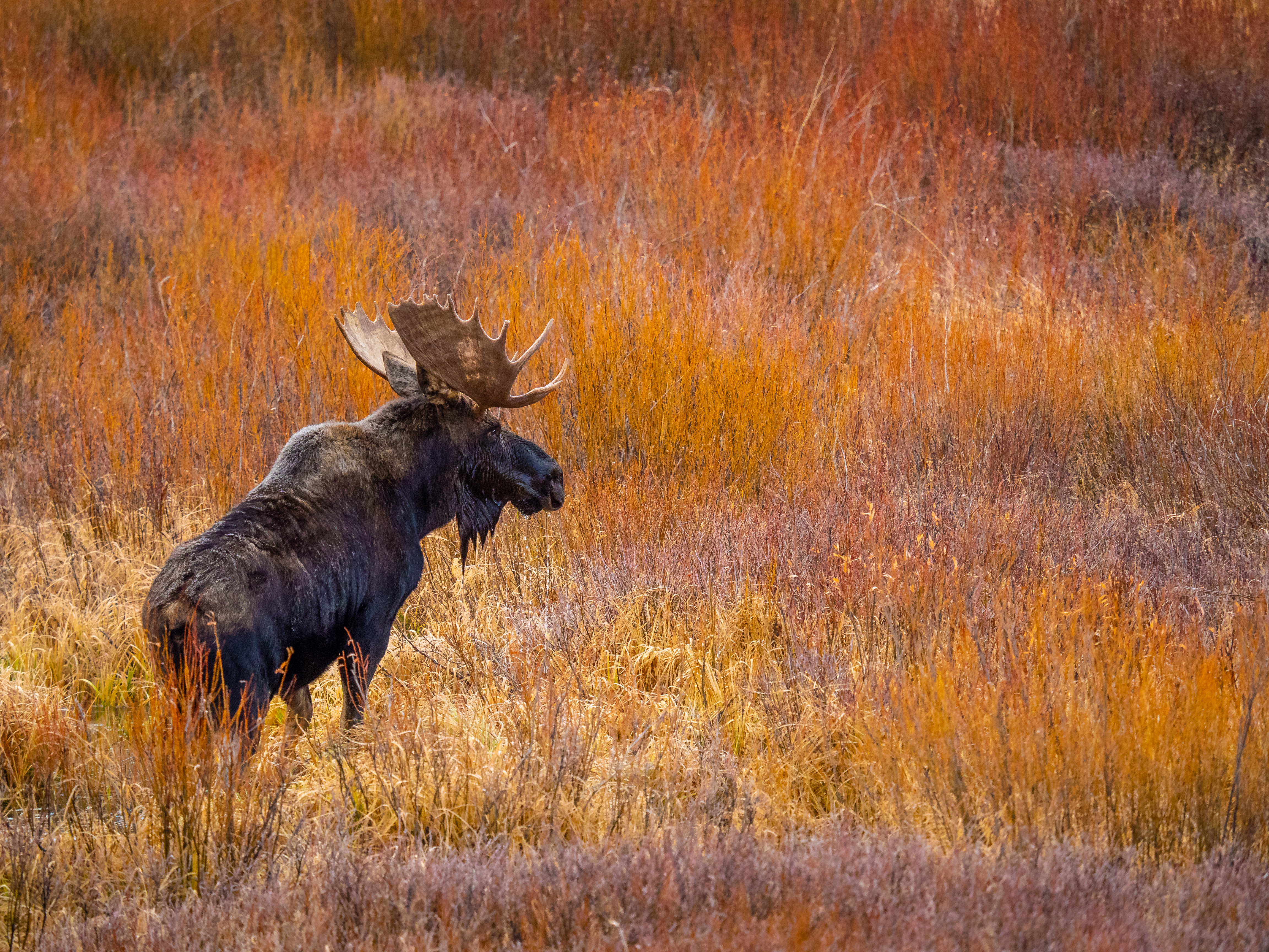 colorado moose