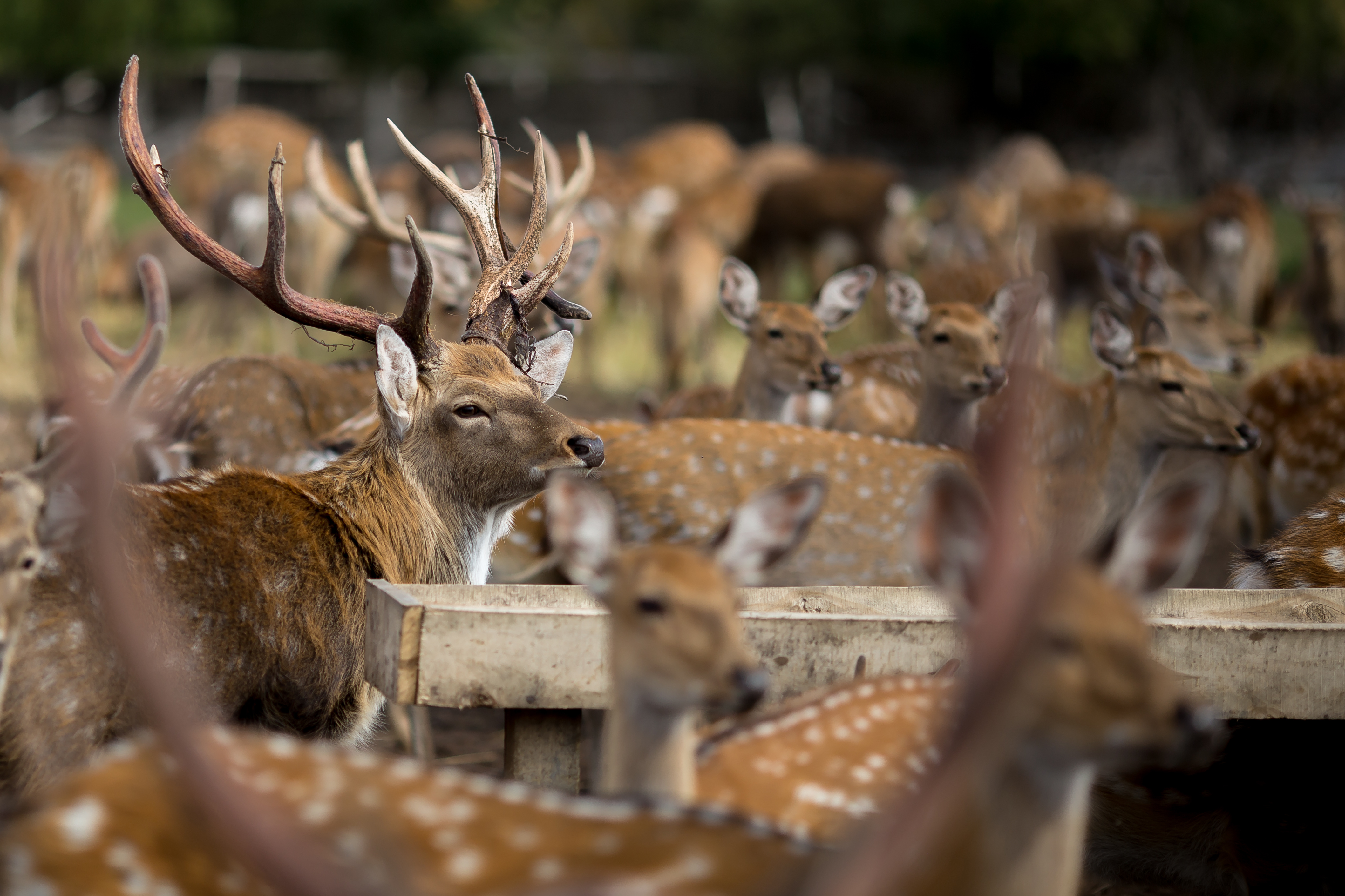bambi and deer animals walking in autumn outdoors.