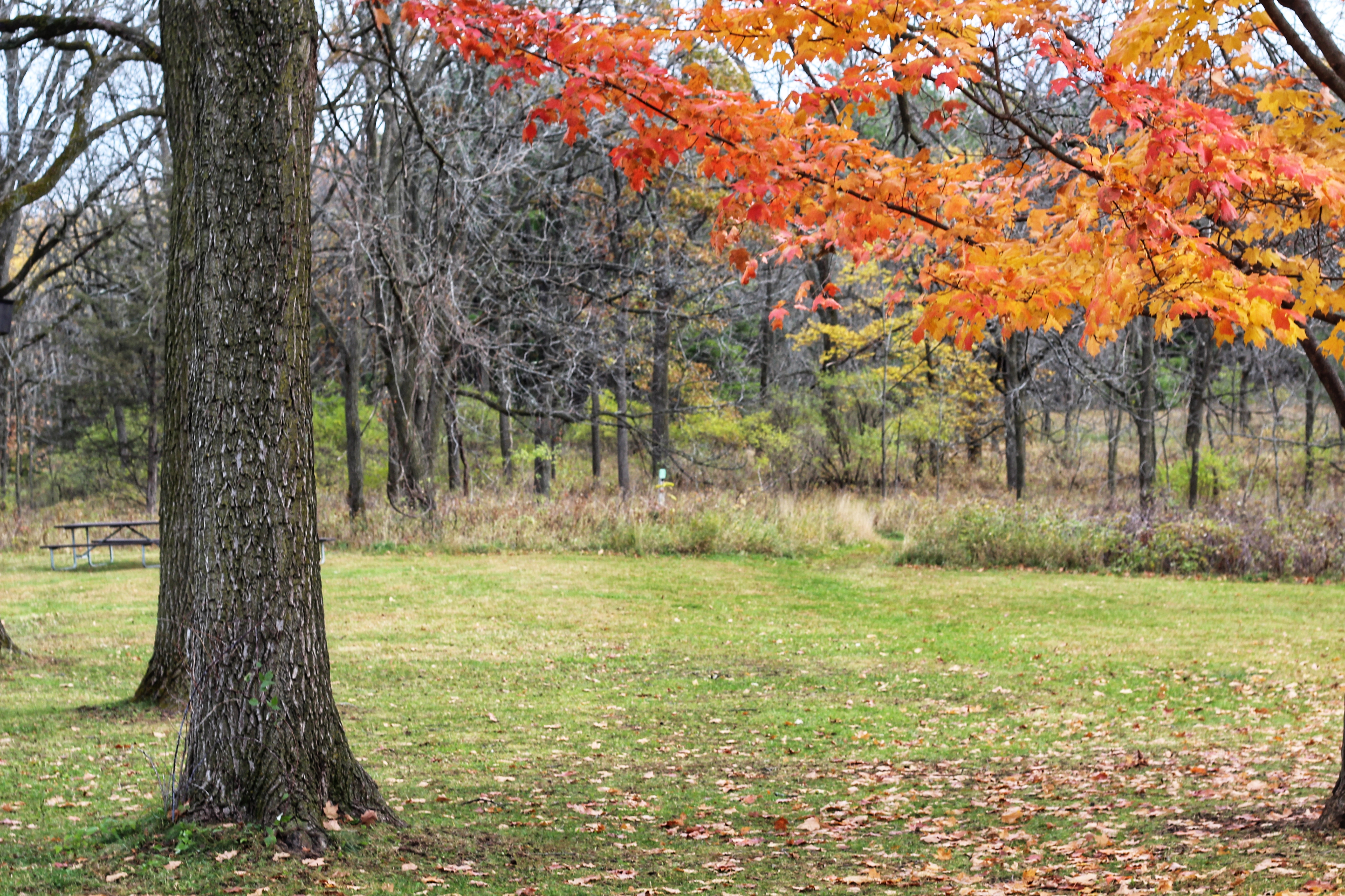 Hanging outdoors catching all colors of nature. 