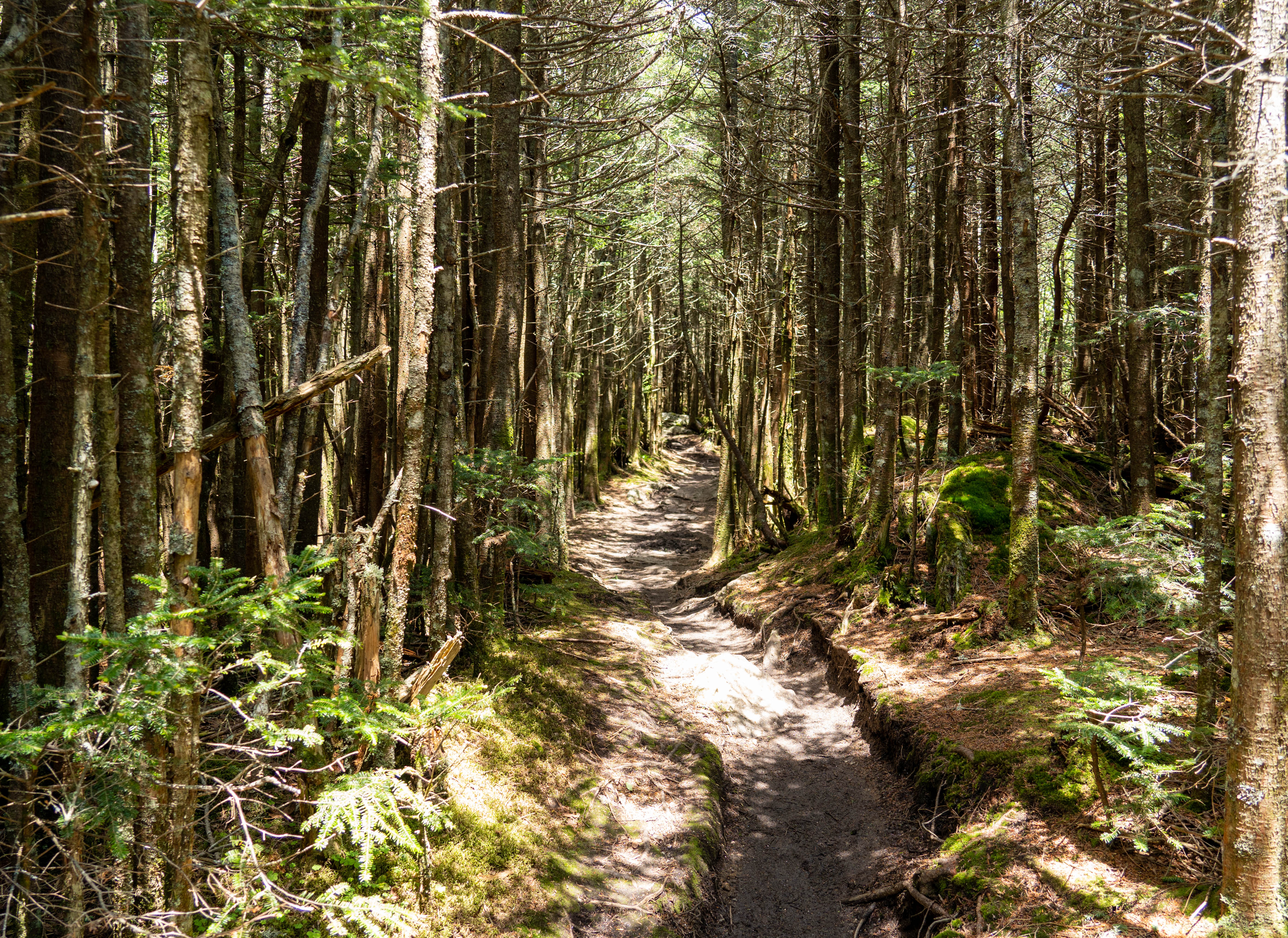 Wooded hiking trail on Mt. Mitchell in North Carolina.