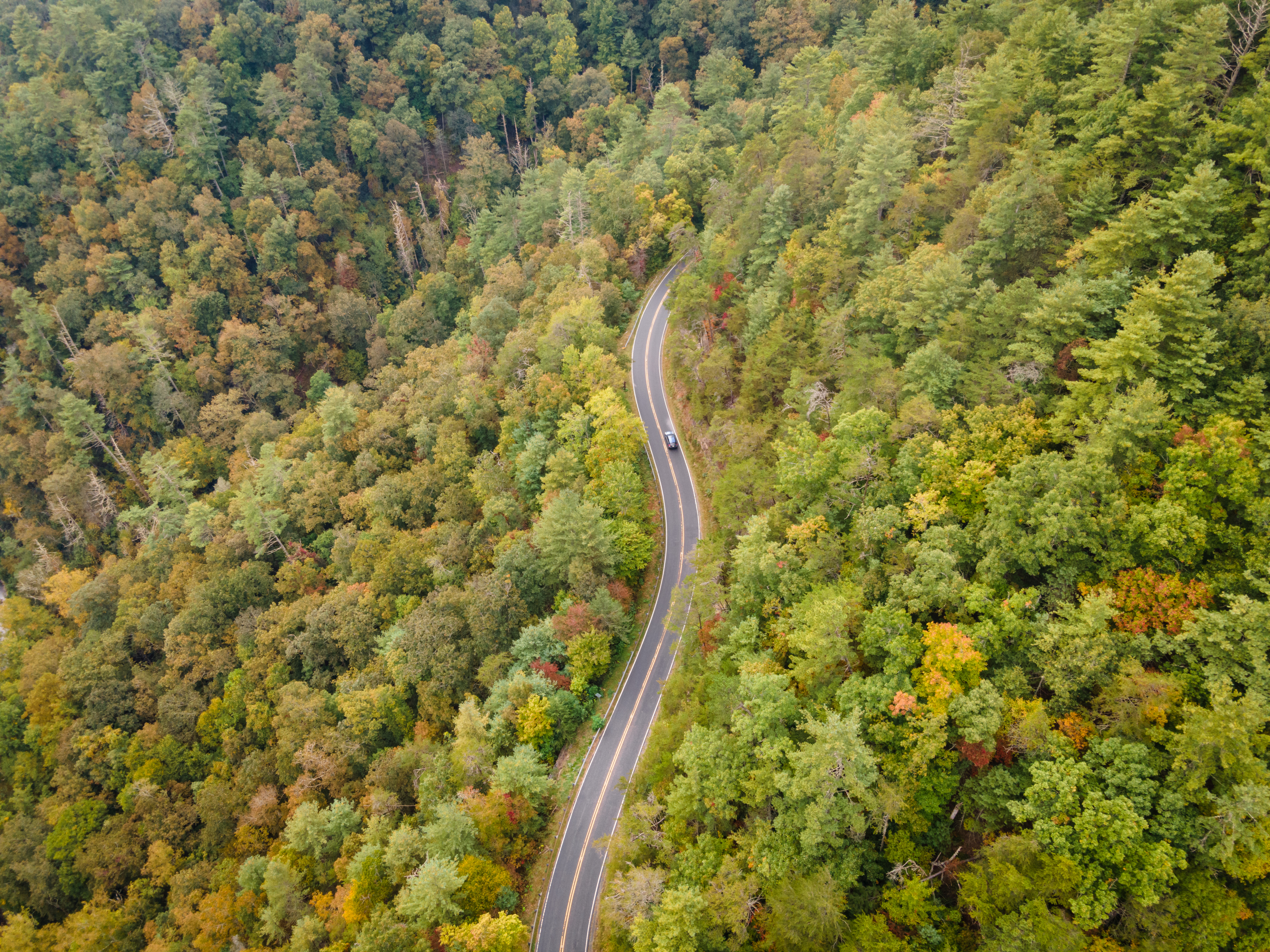 Drone view of winding road in the Pisgah National Forest in North Carolina in the fall.