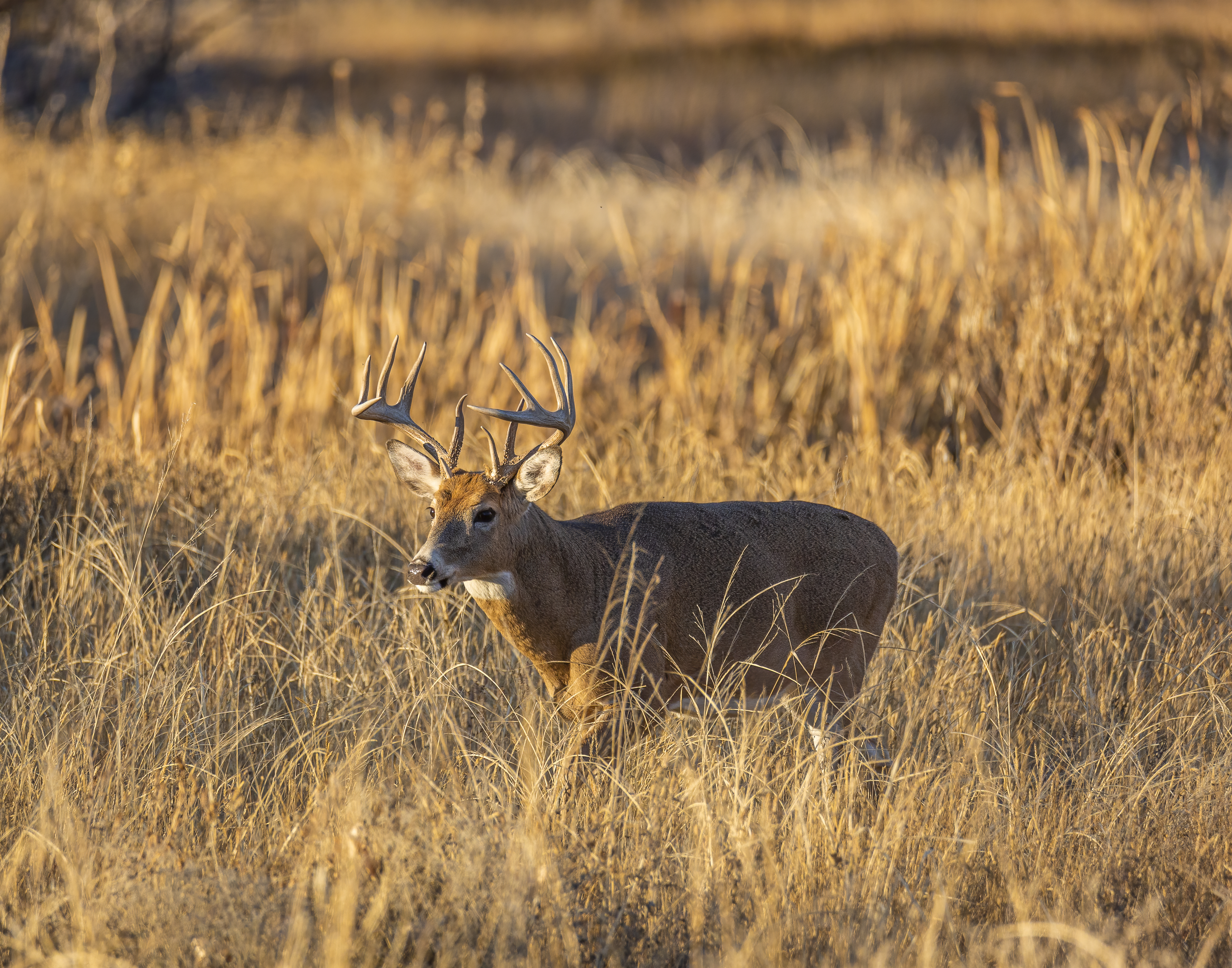 white tail buck