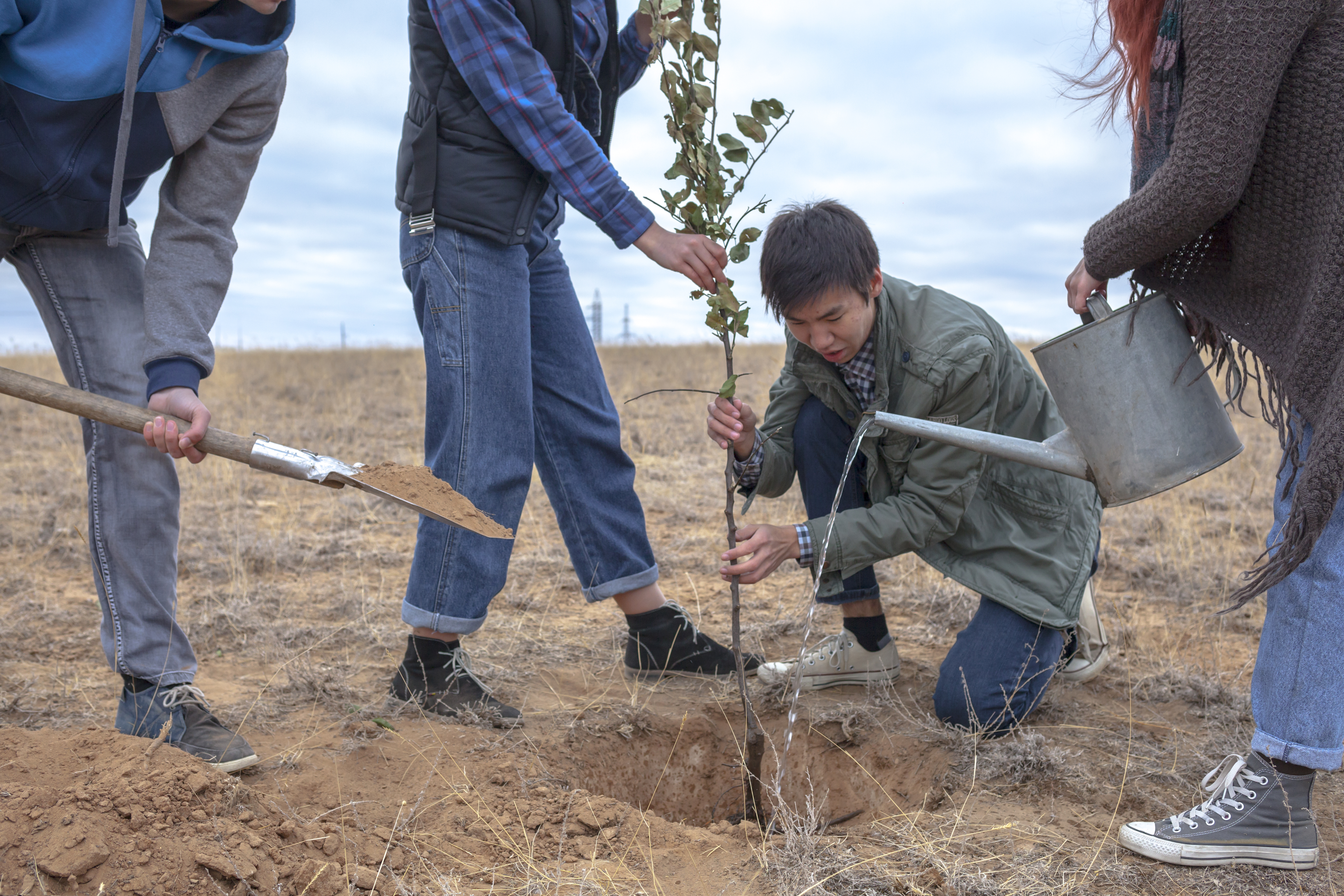 Four young men planting a tree, kind of carefree fun