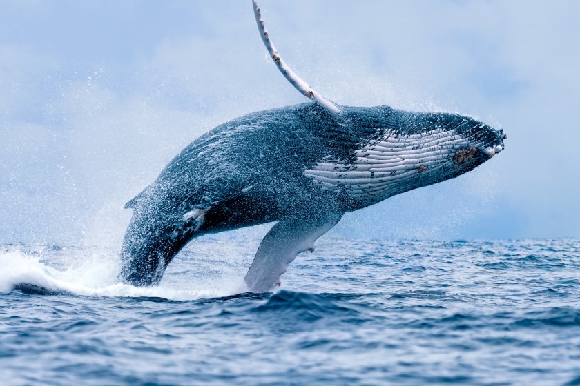 A Humpback Whale (Megaptera novaeangliae) breaching the surface of the waters off Puerto Lopez, Ecuador.