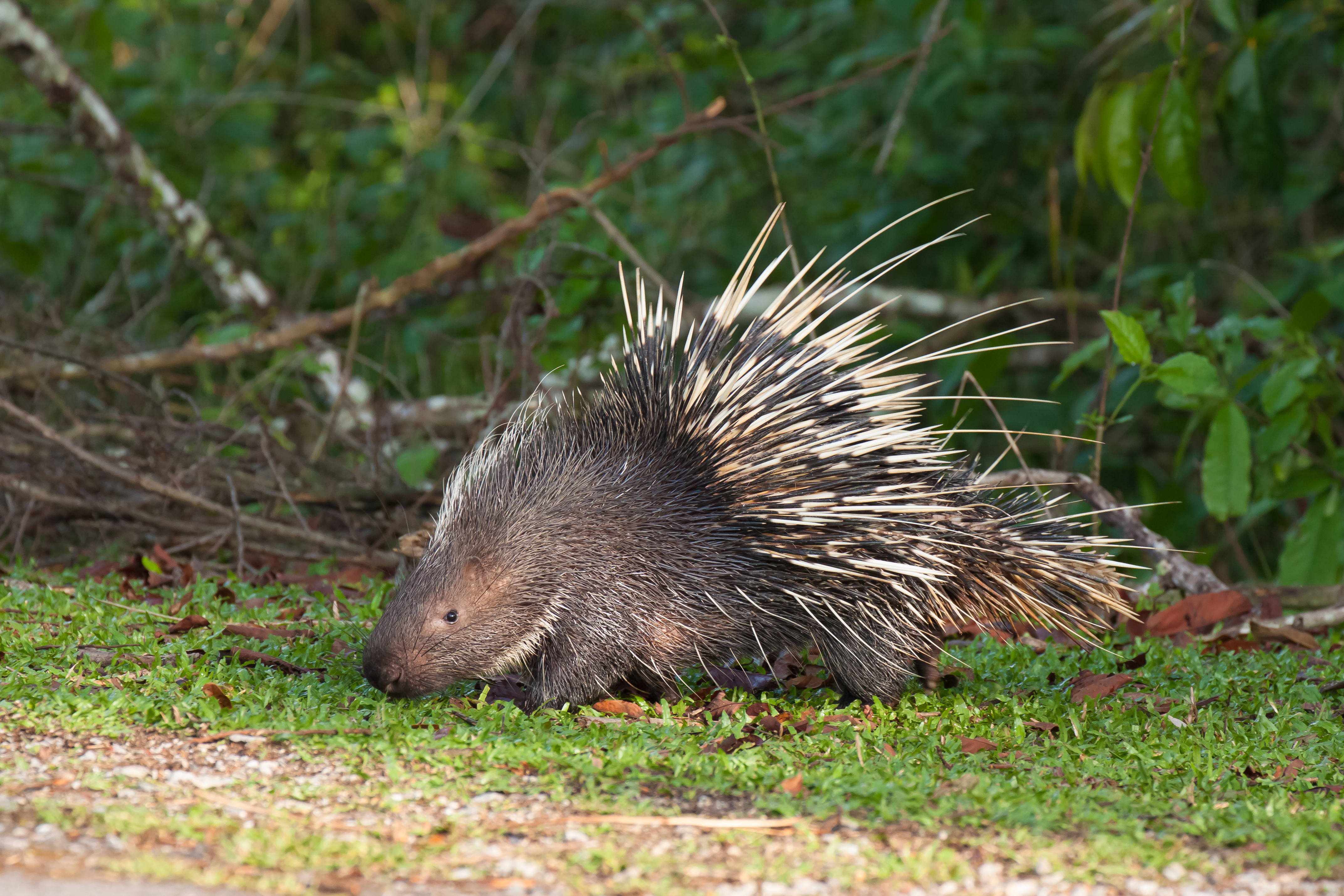 The porcupine seek a food on the grass