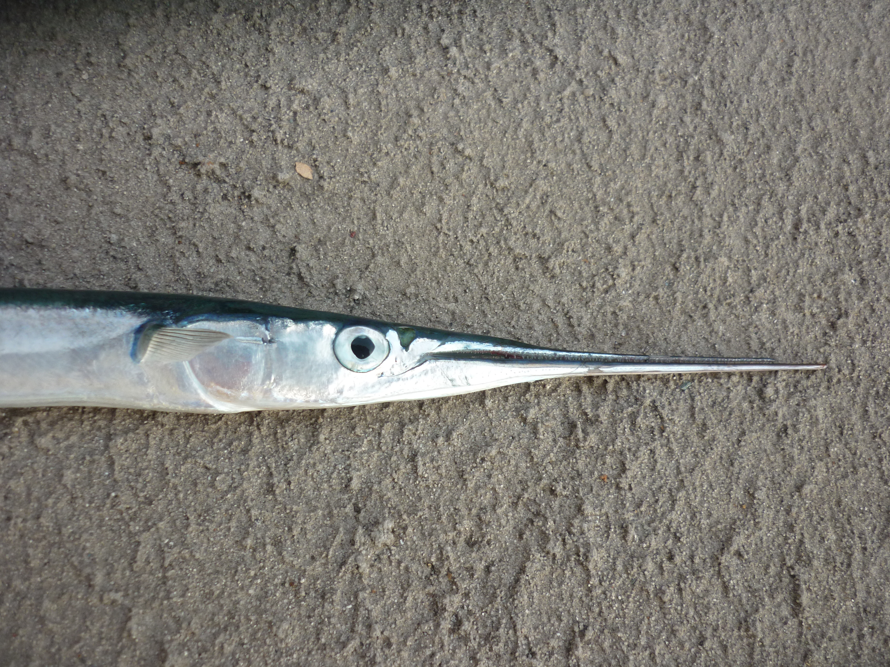 garfish in the Croatian sea