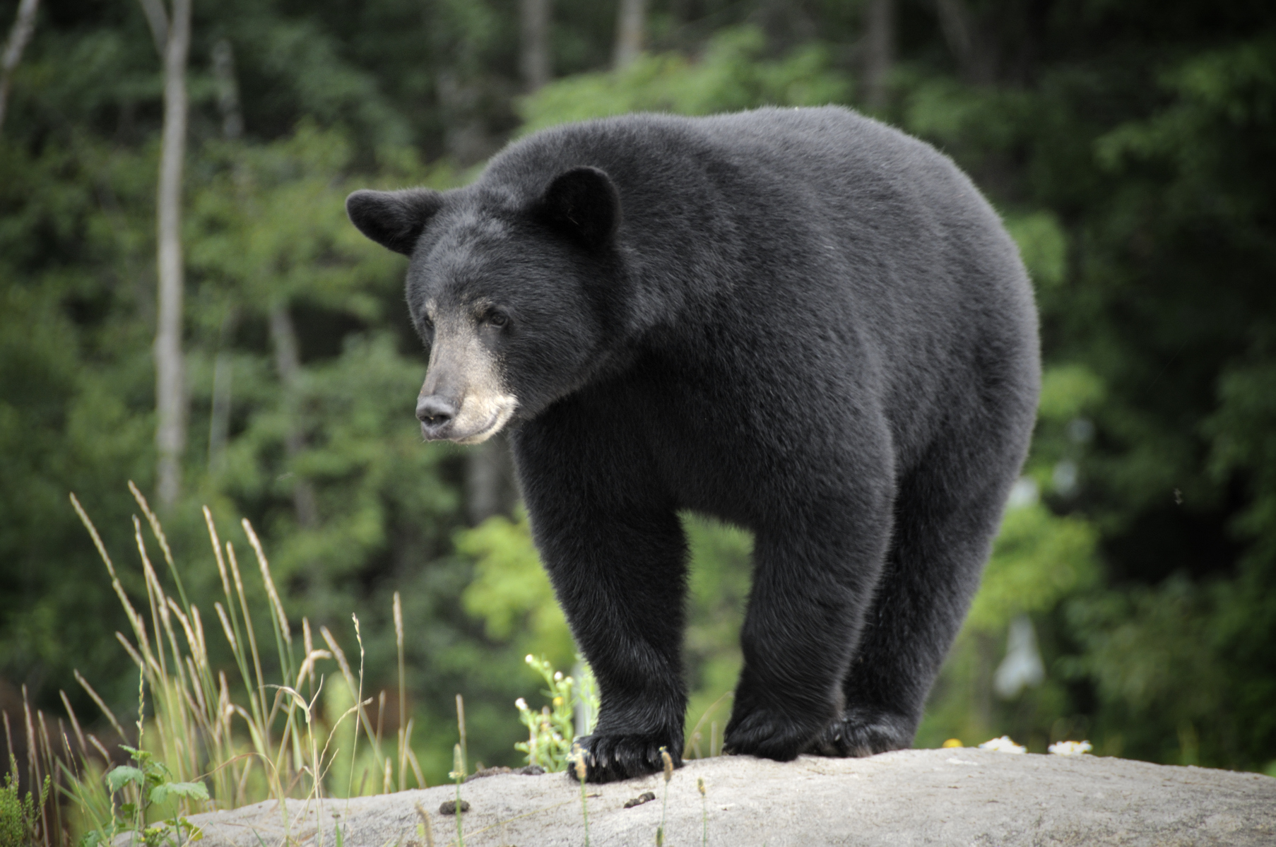 A wild Black Bear. 