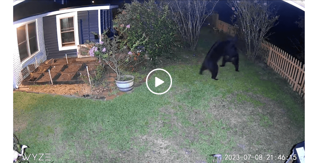 black bears fighting