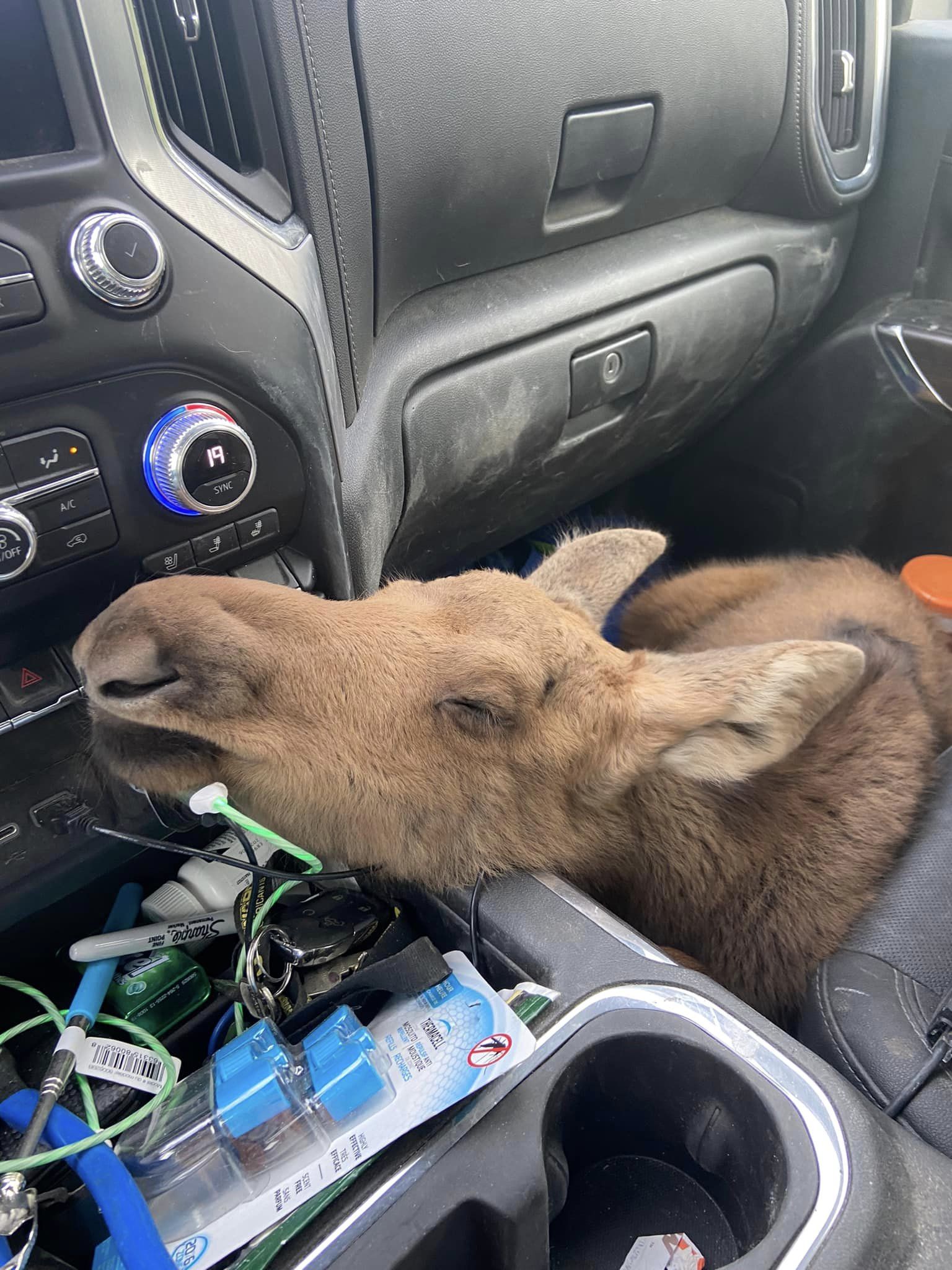 baby moose resting on center console in company vehicle