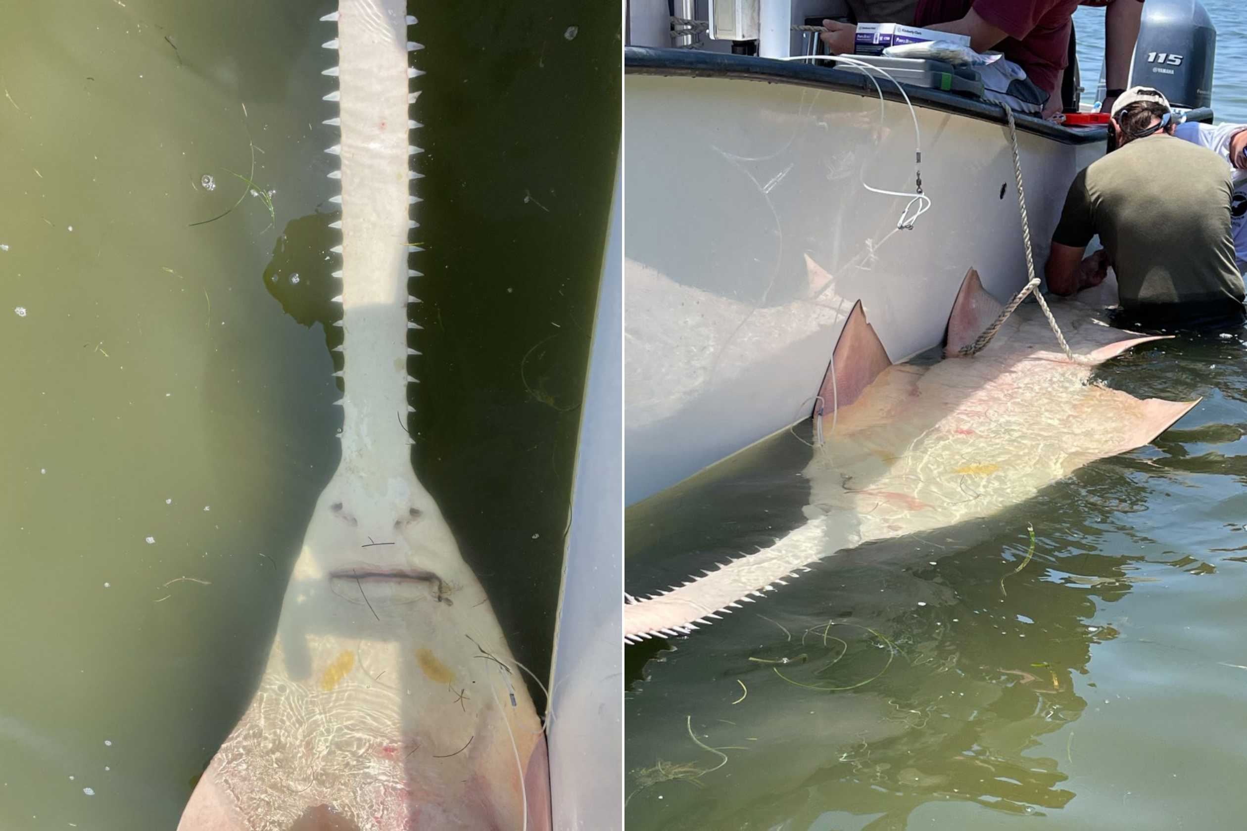 sawtooth fish florida