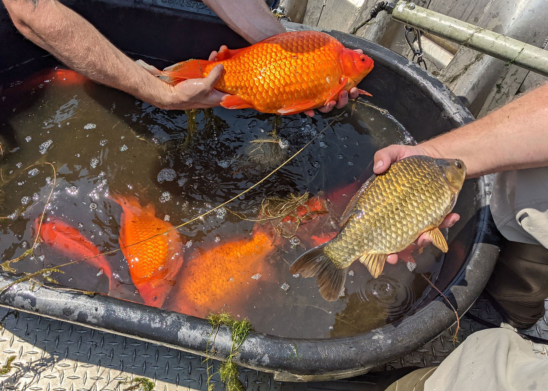 A black plastic bin filled with giant goldfish 