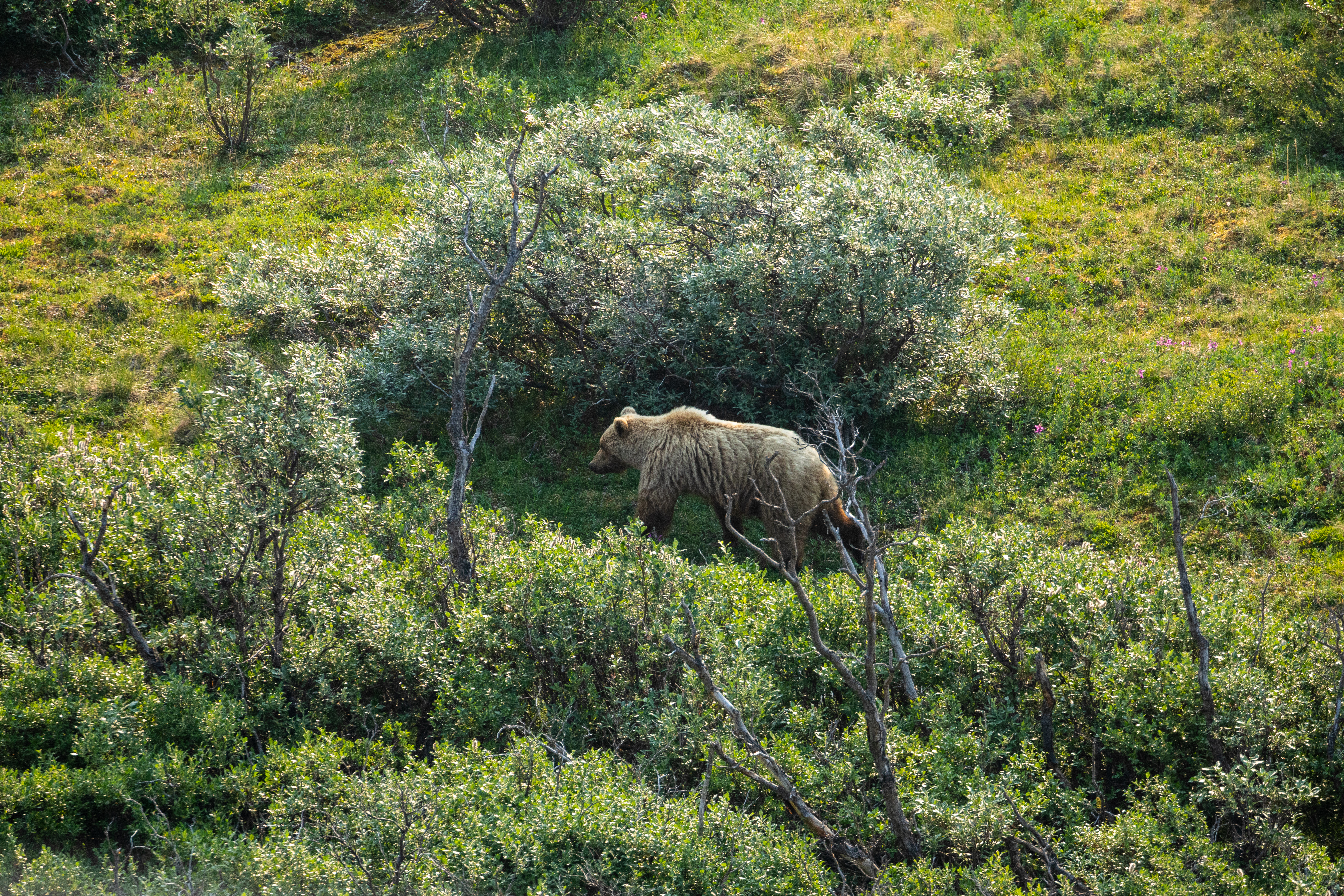 Wild Grizzly Bear in Canada
