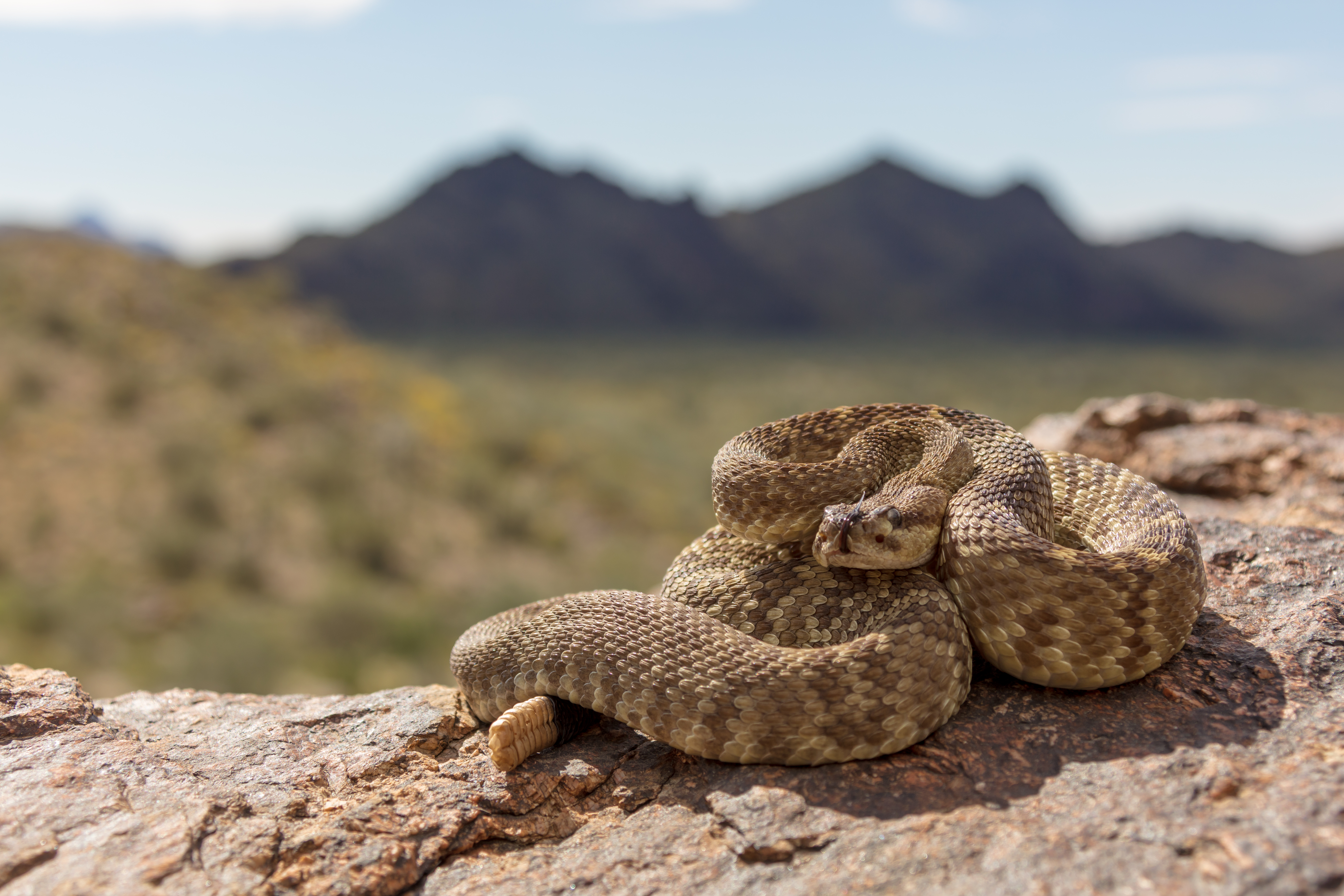 Desert phased black-tailed rattlesnake (Crotalus molossus) from Southwest Arizona