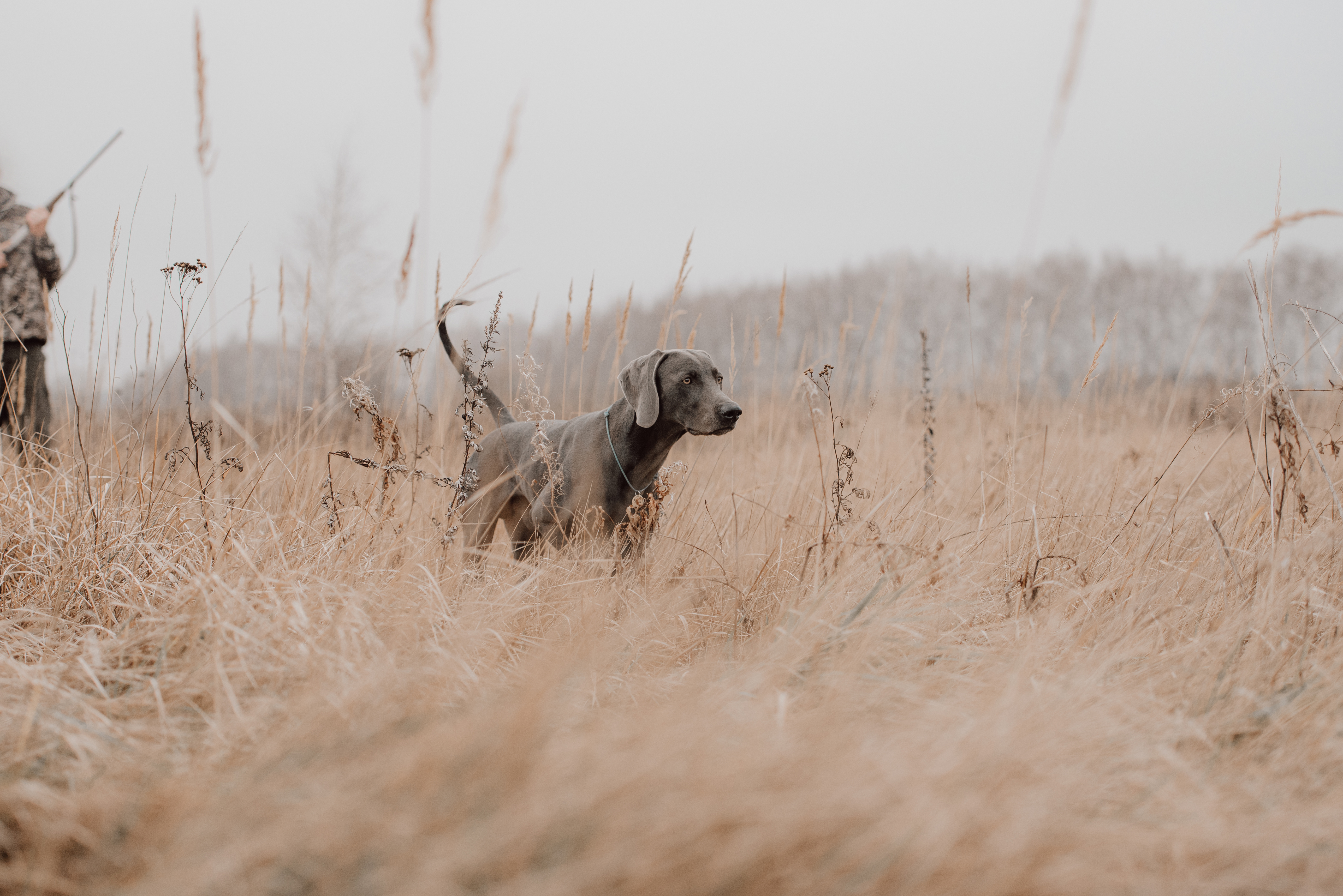 field training for a hunting weimaraner dog.