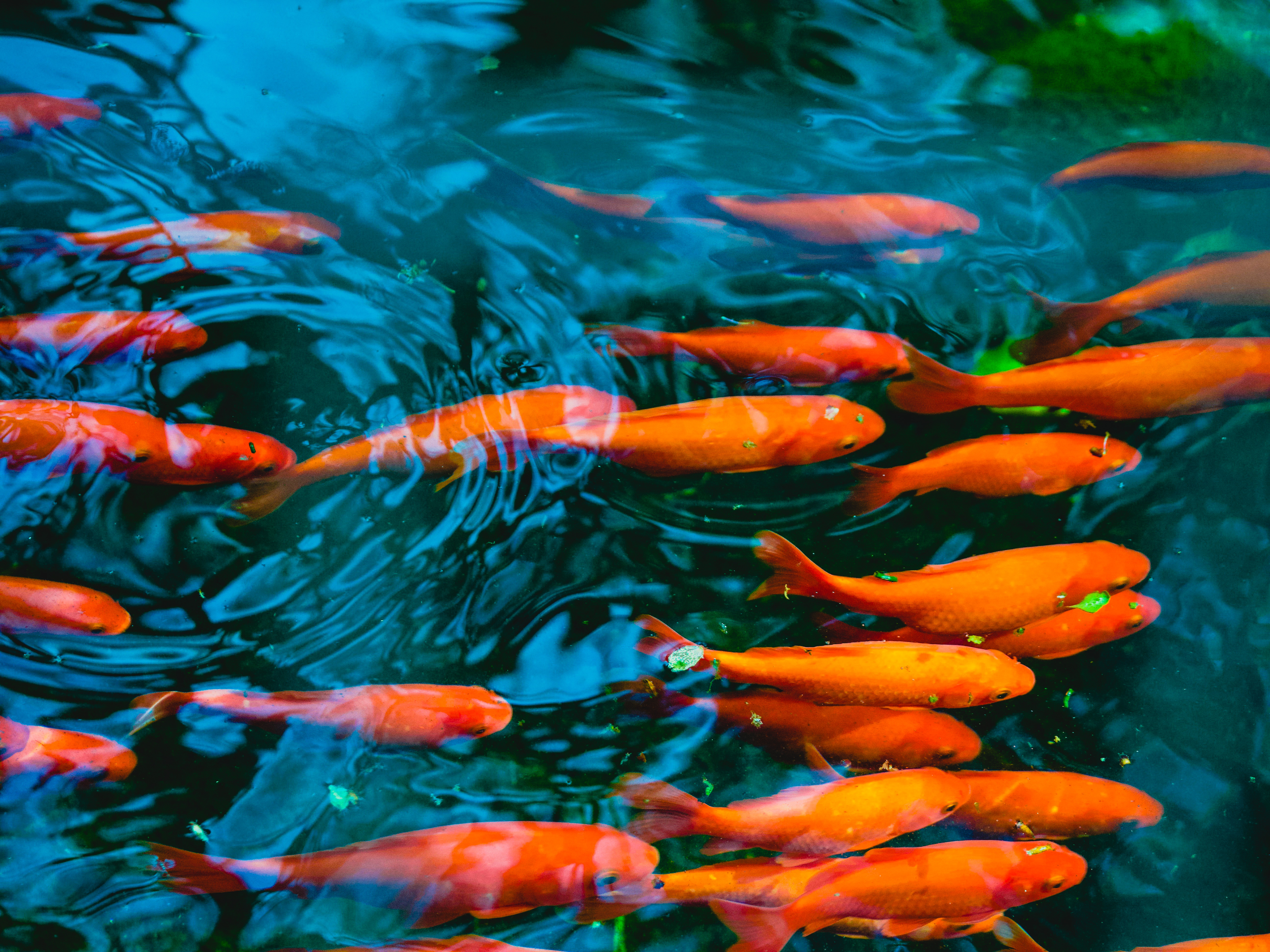 School of goldfish swimming a pond with ripples and leaves 