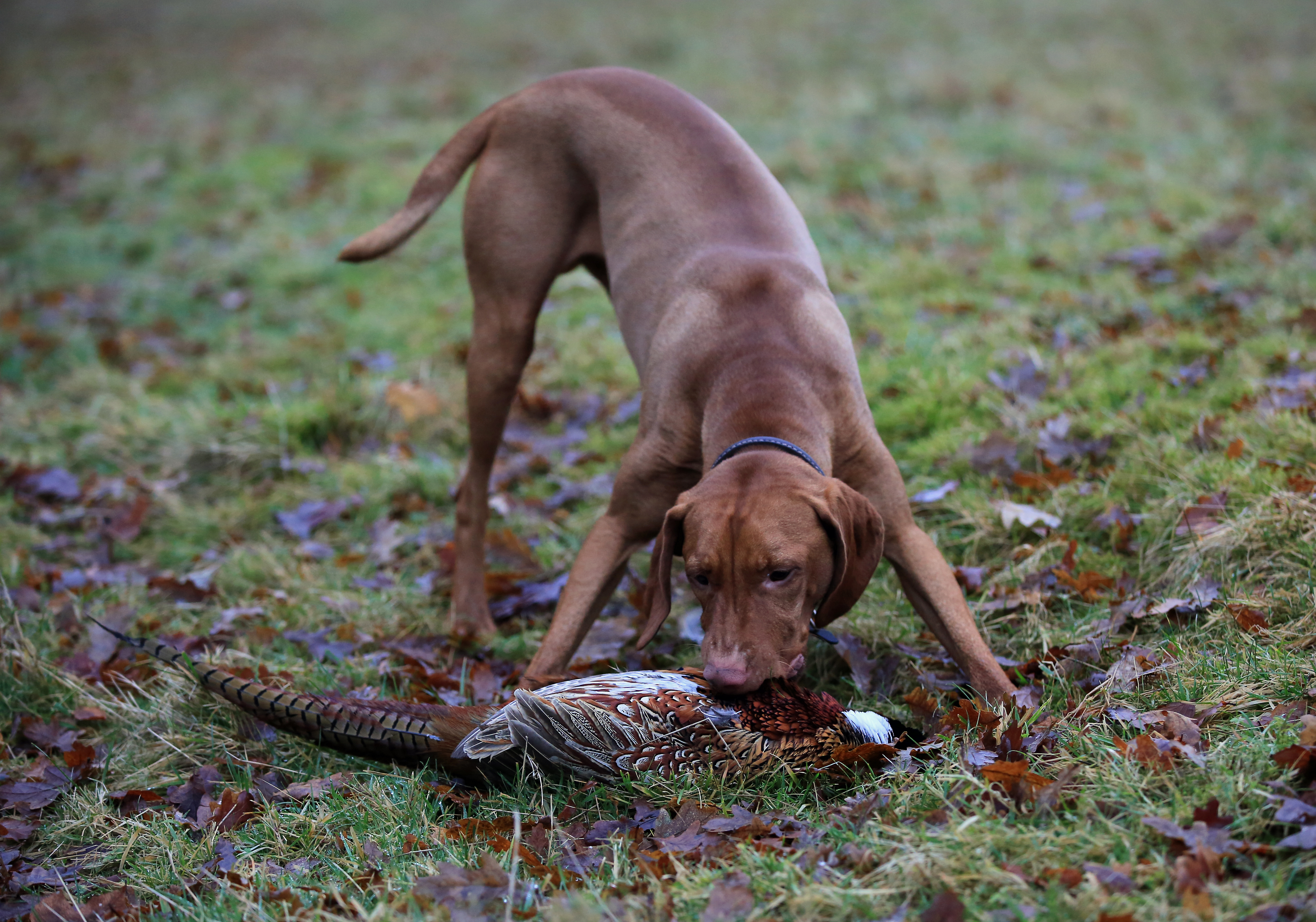 A young Vizsla gun-dog retrieving a recently shot pheasant.