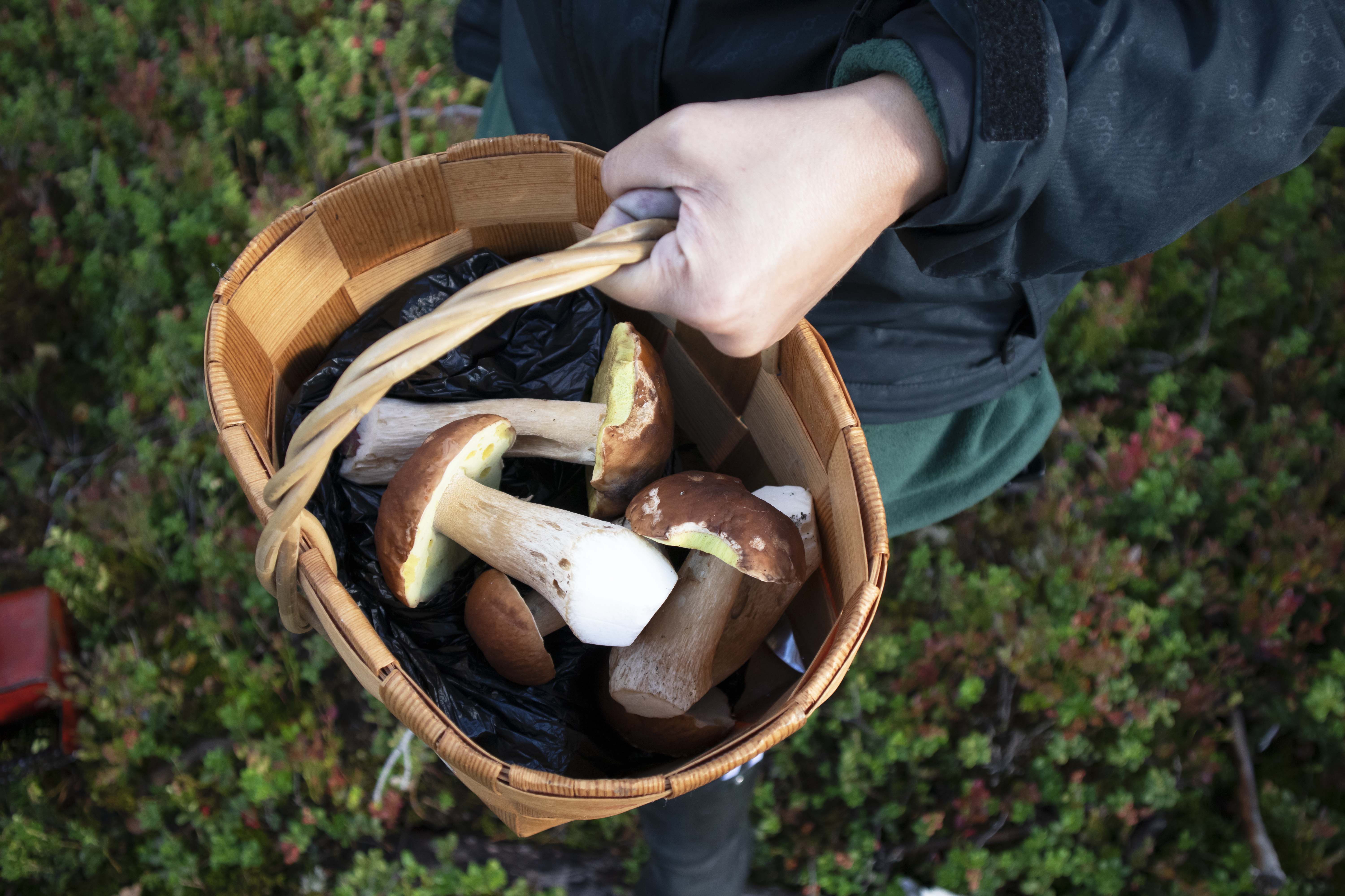 A basket of freshly picked mushrooms in the forest.