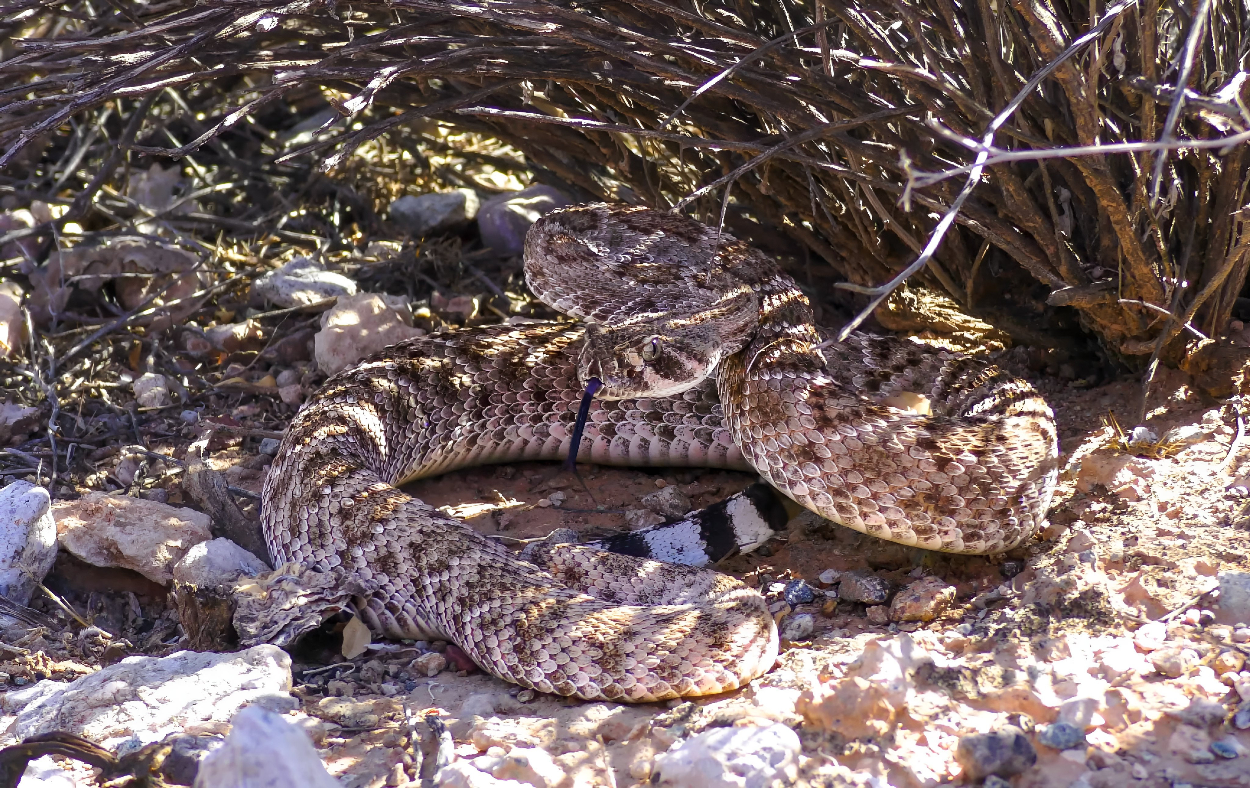 western diamondback rattlesnake or Texas diamond-back (Crotalus atrox)