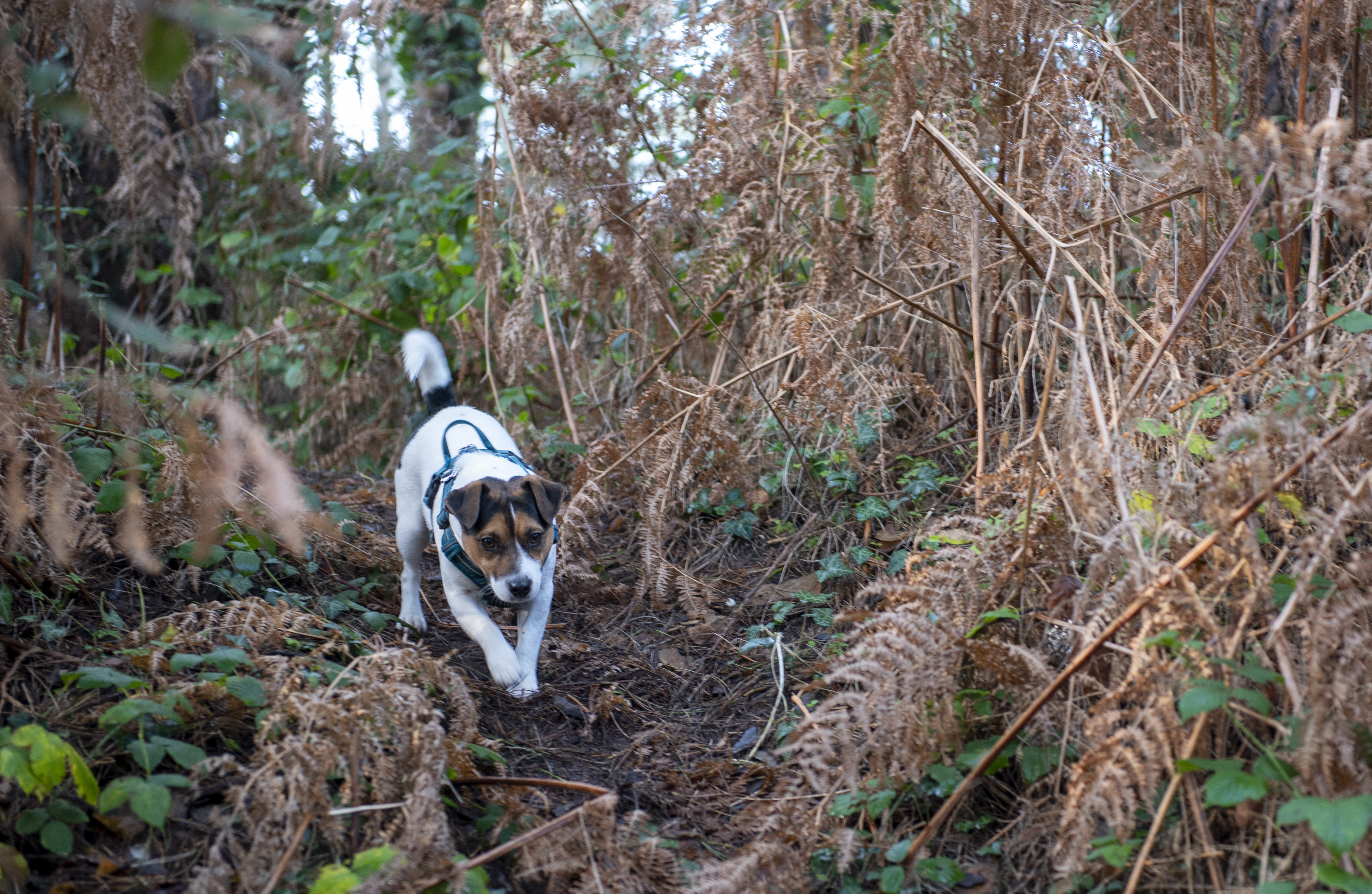 Jack russell terrier