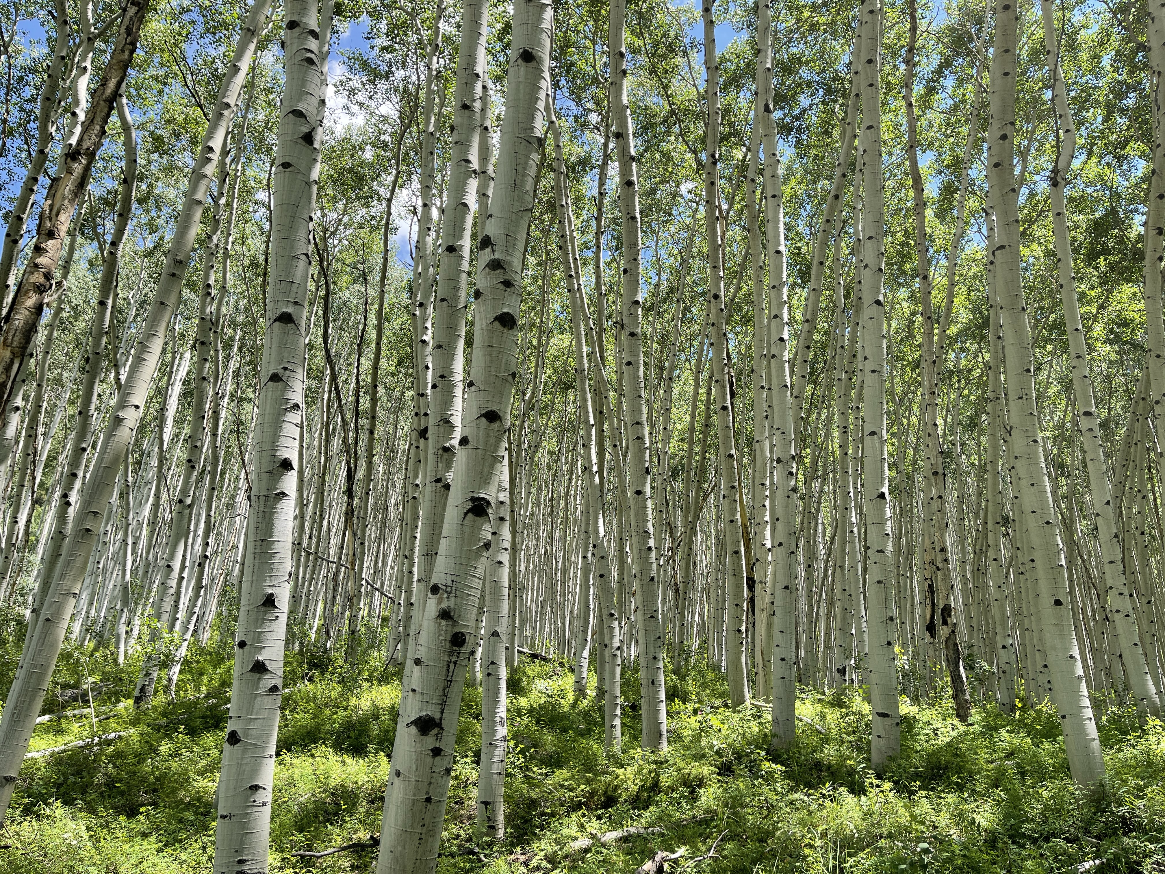 Beautiful Green Aspen forest in peak summer.
