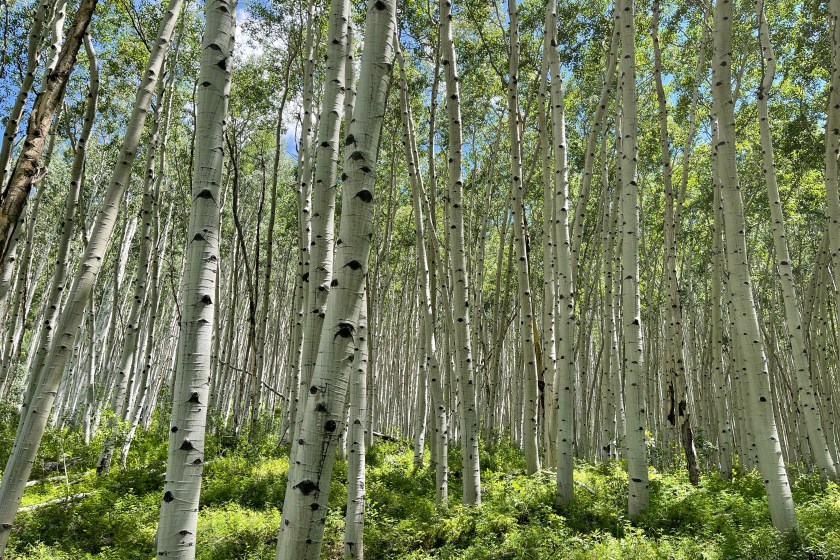 Beautiful Green Aspen forest in peak summer.
