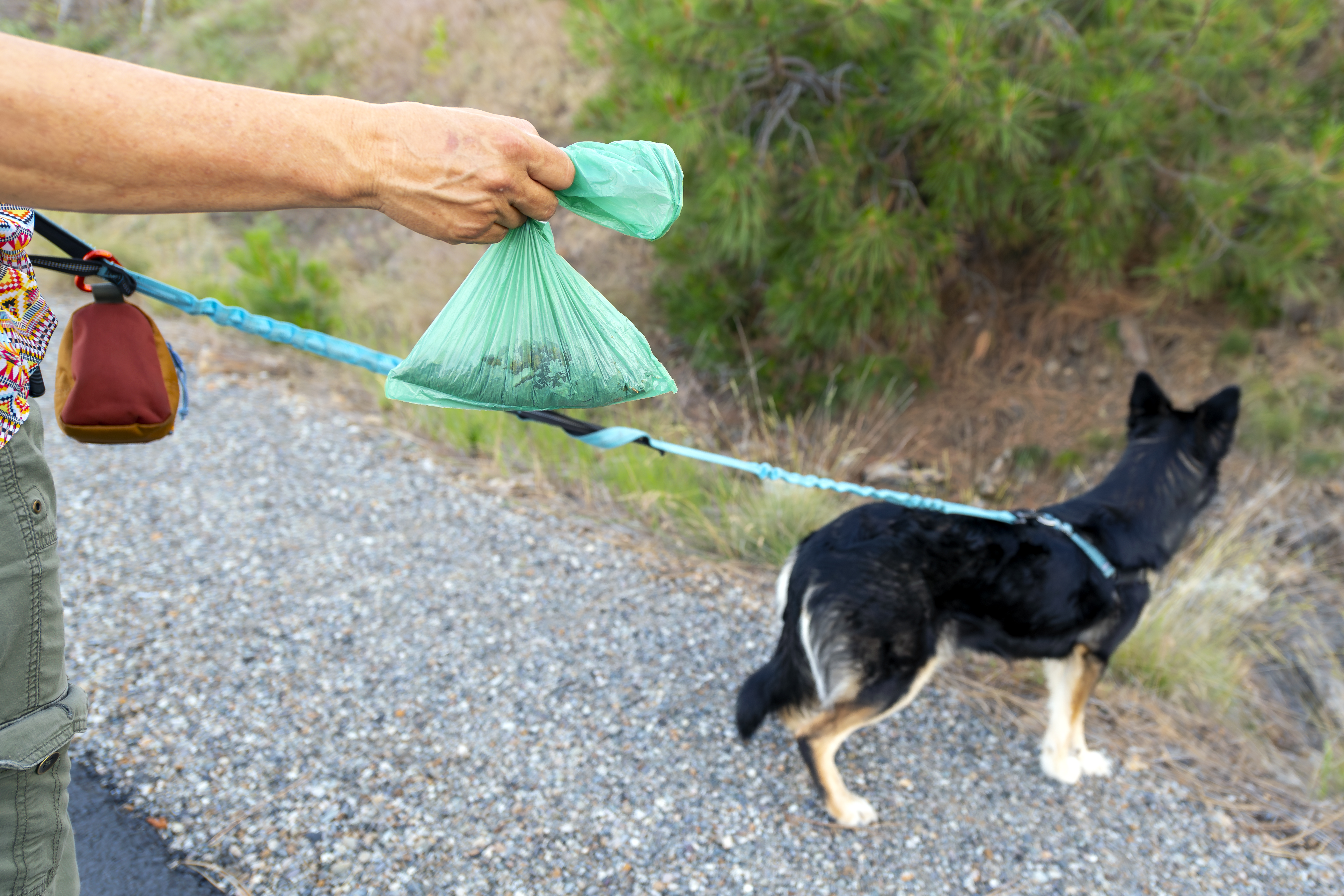 A responsible female dog owner holds a full dog waste bag on a hike outdoors, with her small dog on a leash next to her.