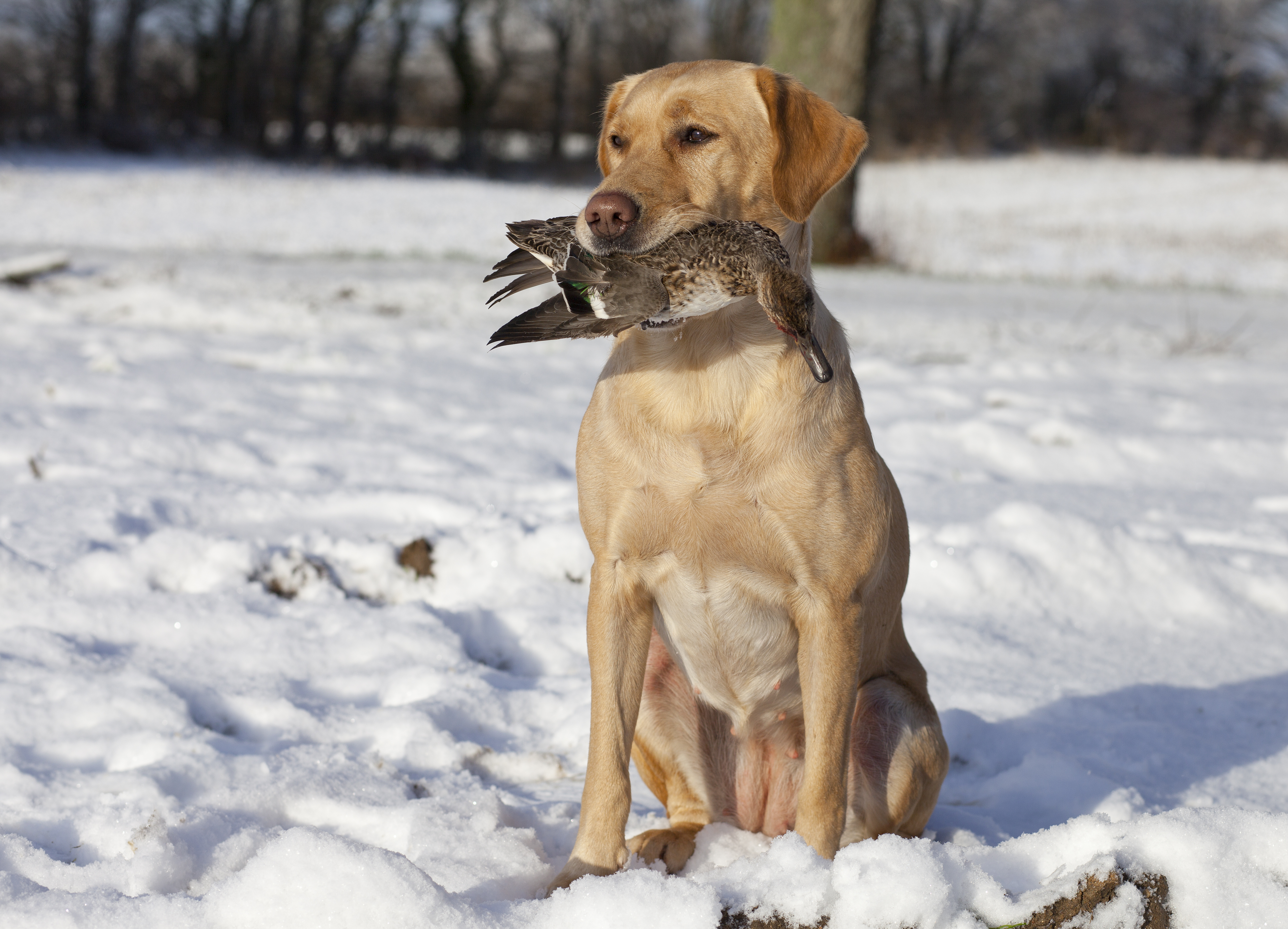 best hunting breeds