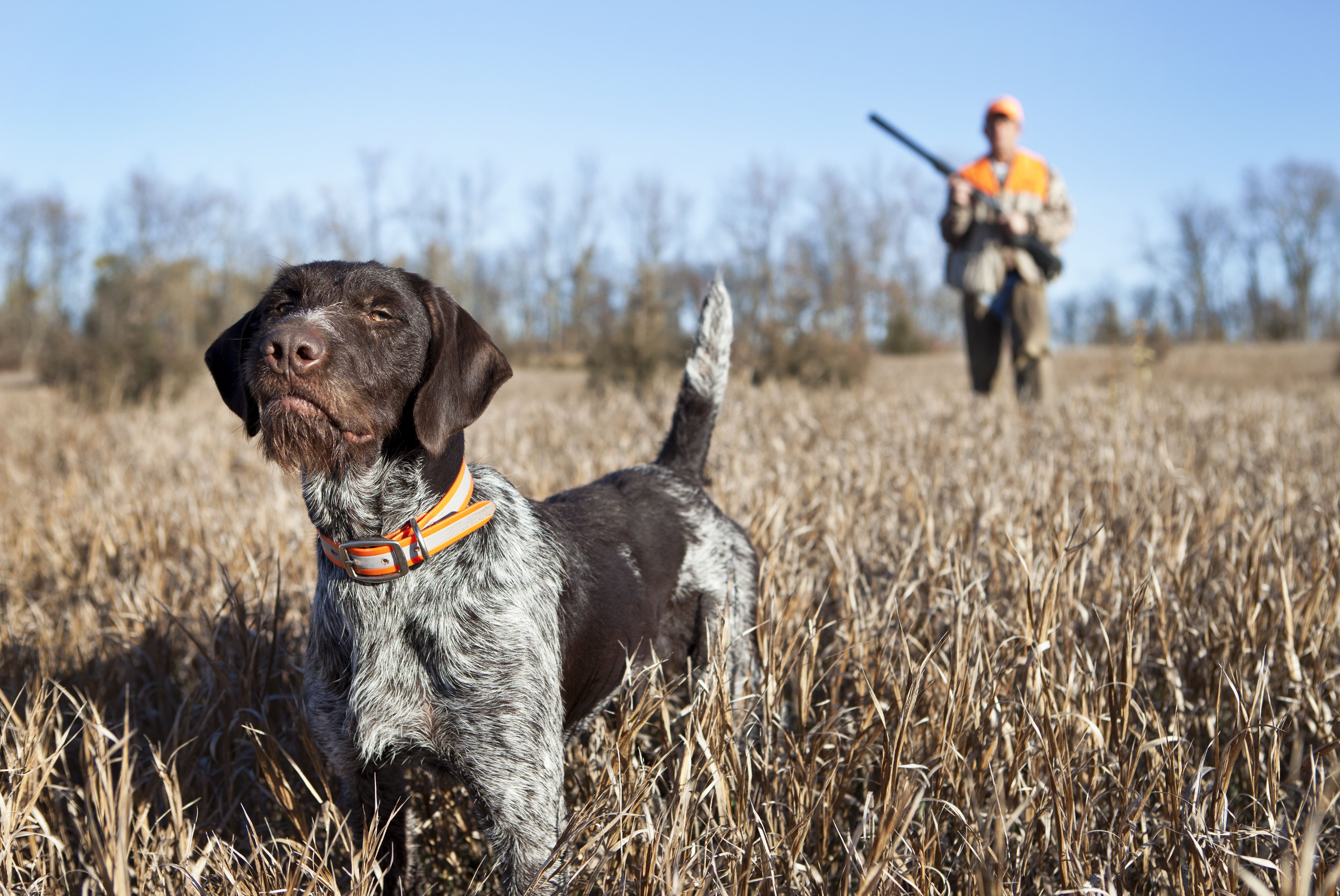 Germain wirehaired pointer