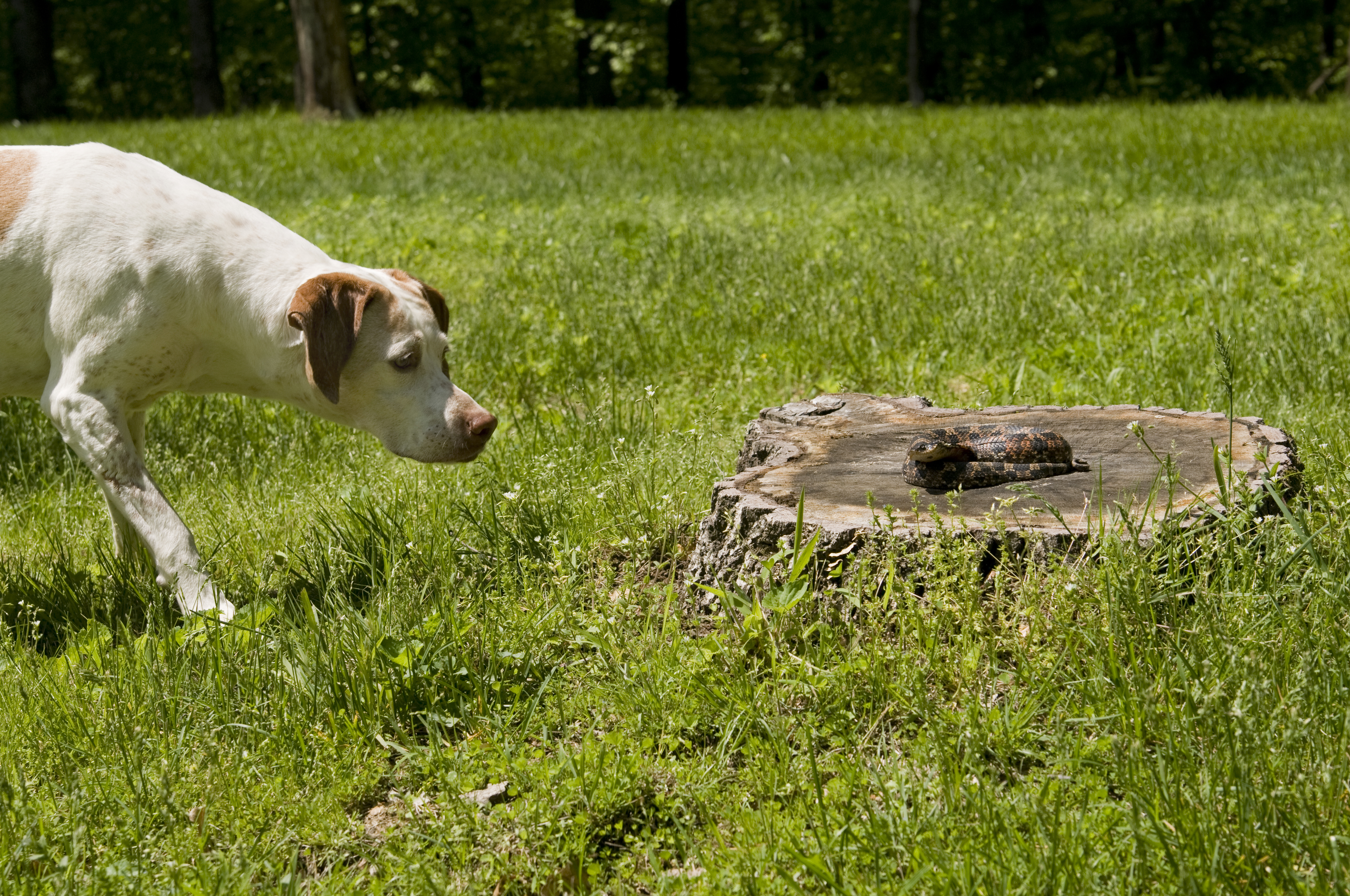 A German pointer pointing at a hognose snake- lightly despeckled