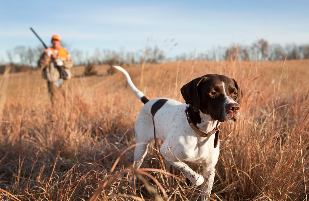 best hunting dog breeds