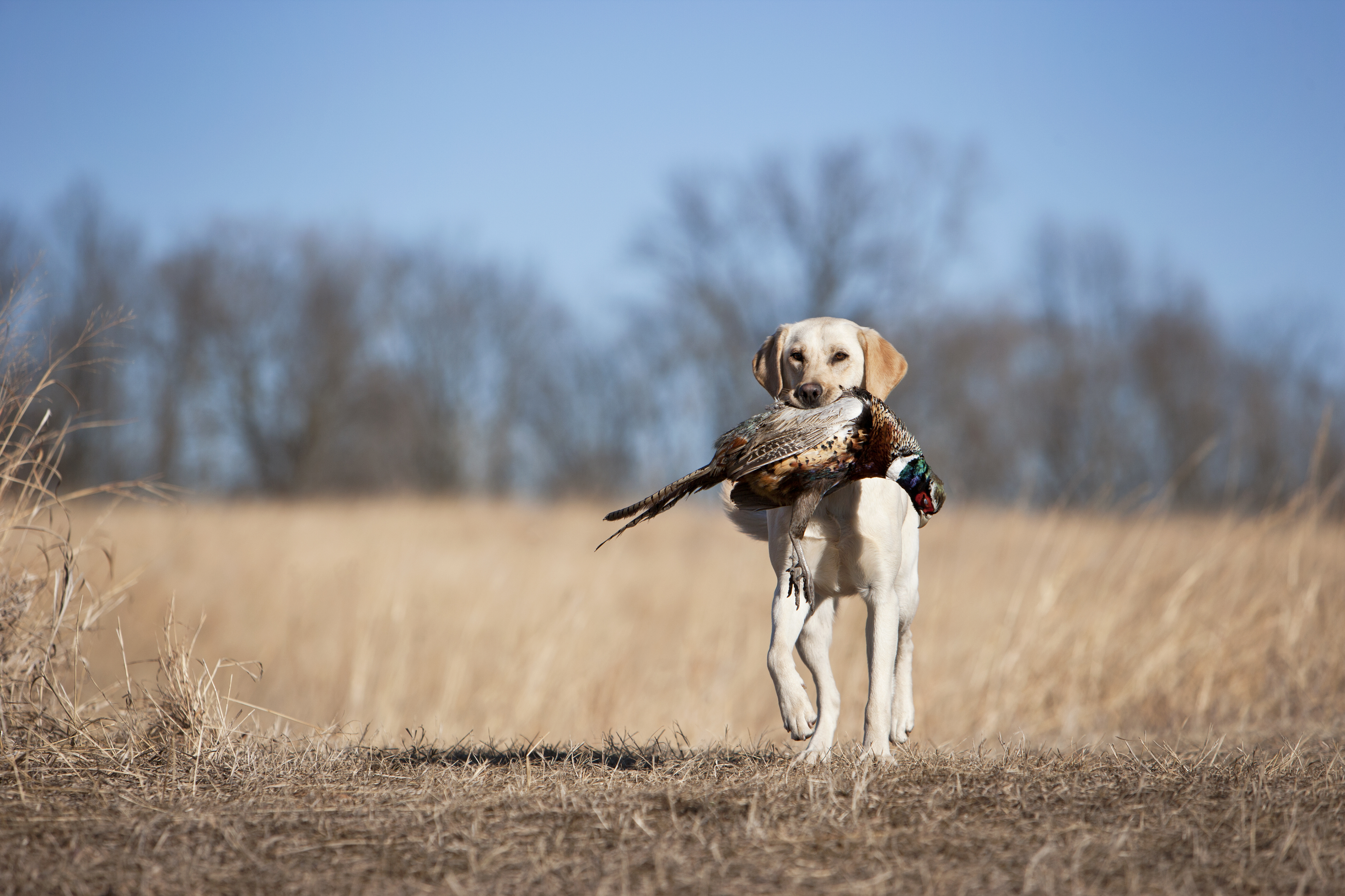 Yellow Labrador retrieving a duck.