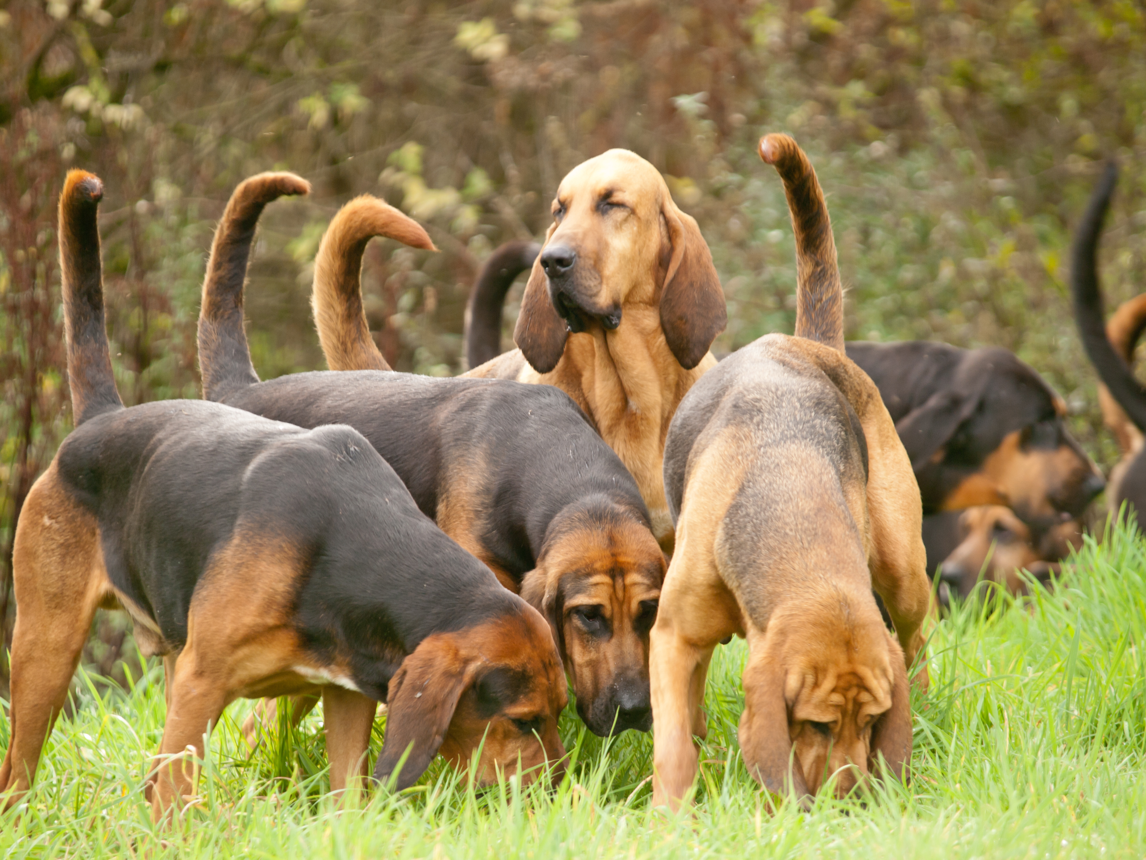bloodhound hunting dog.