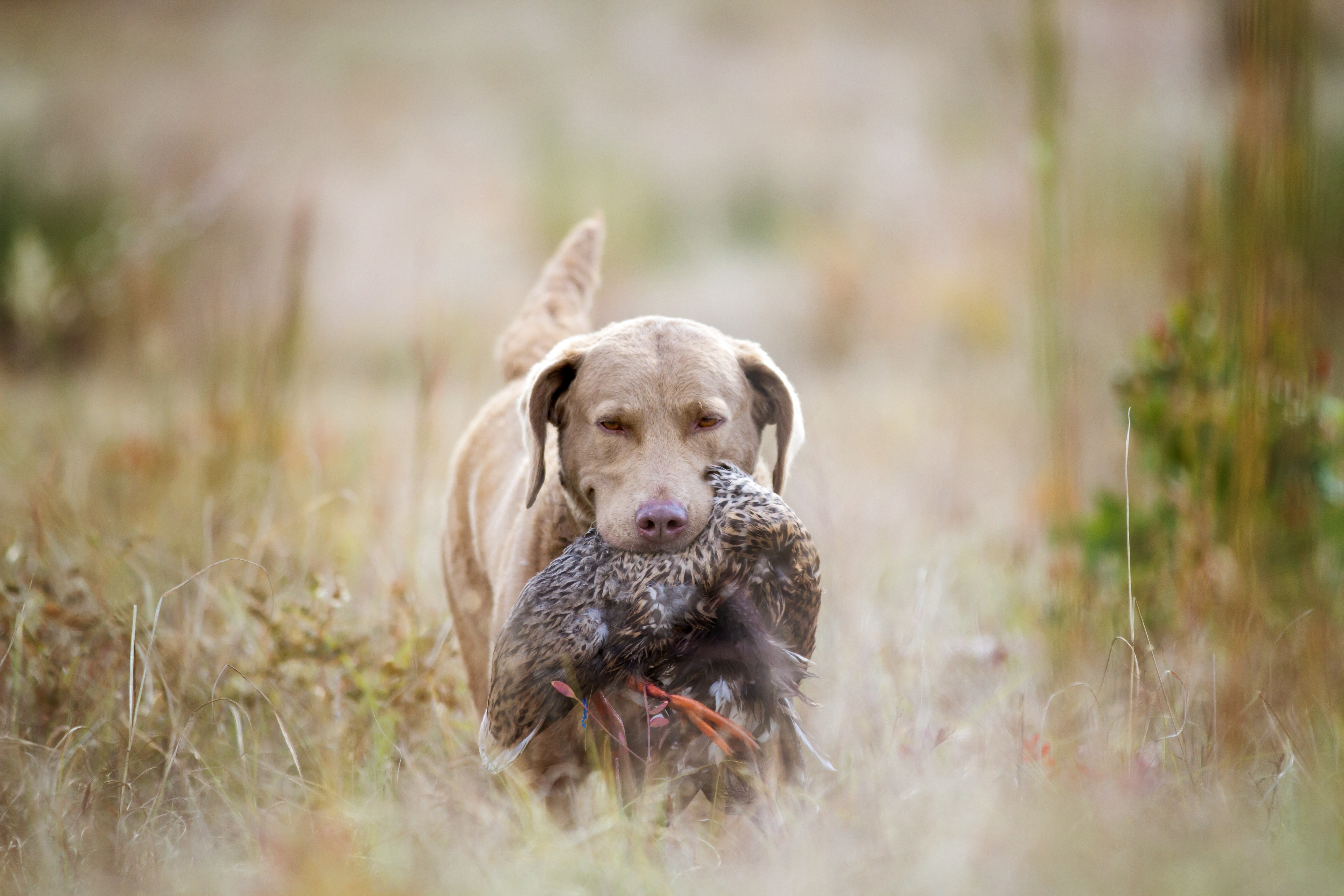 Chesapeake Bay Retriever hunting breed.