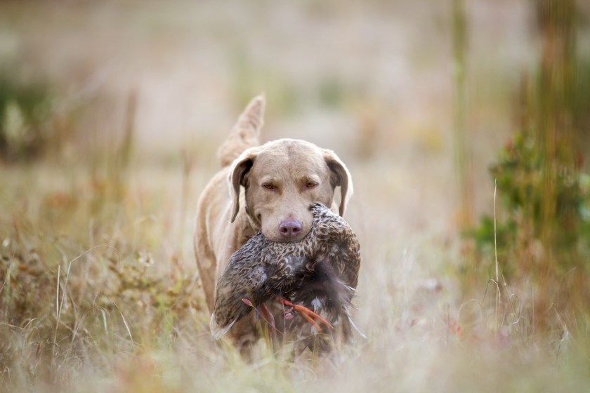 Chesapeake Bay Retriever hunting breed.
