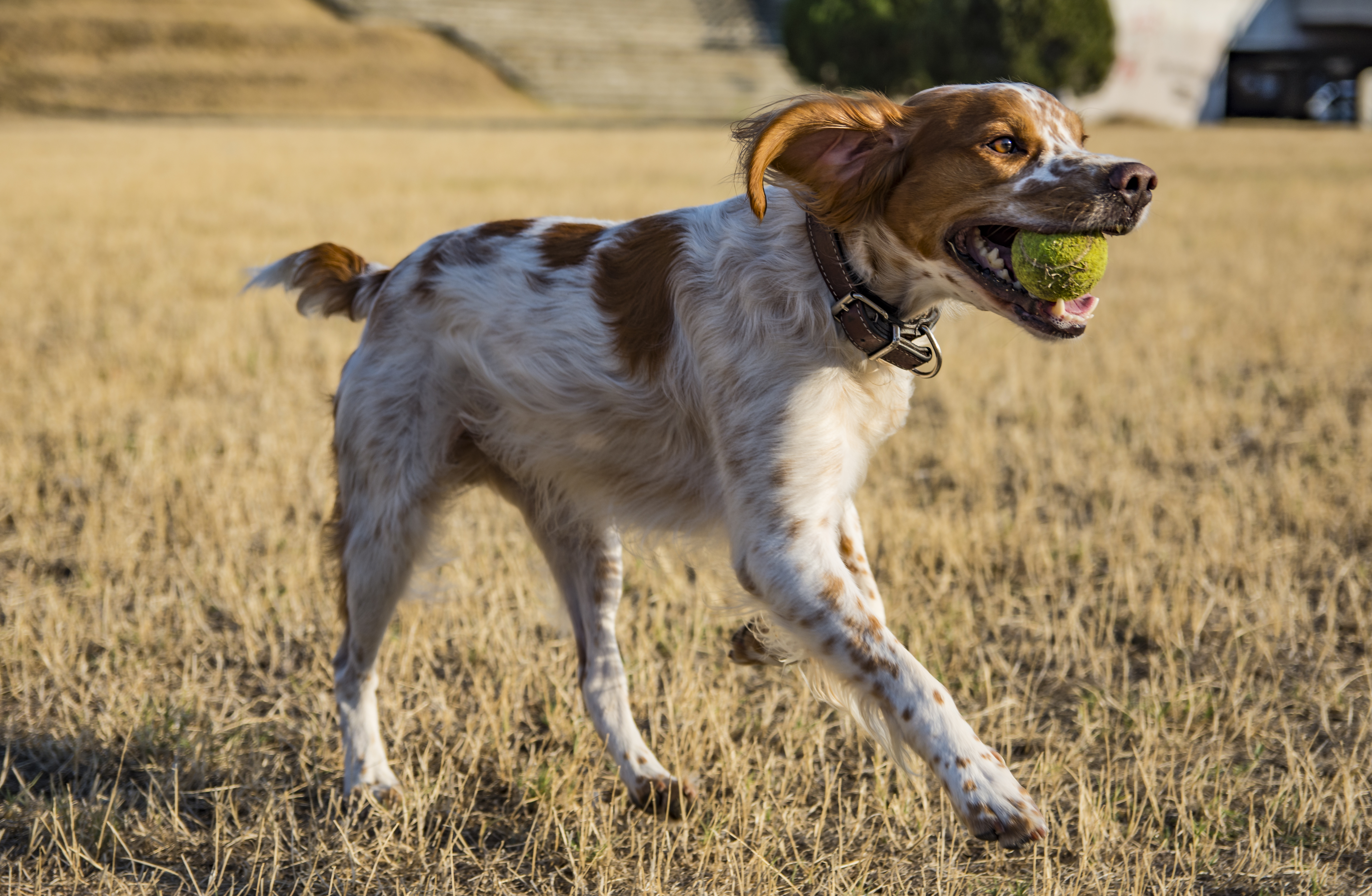 A Brittany Spaniel, Hunting dog.